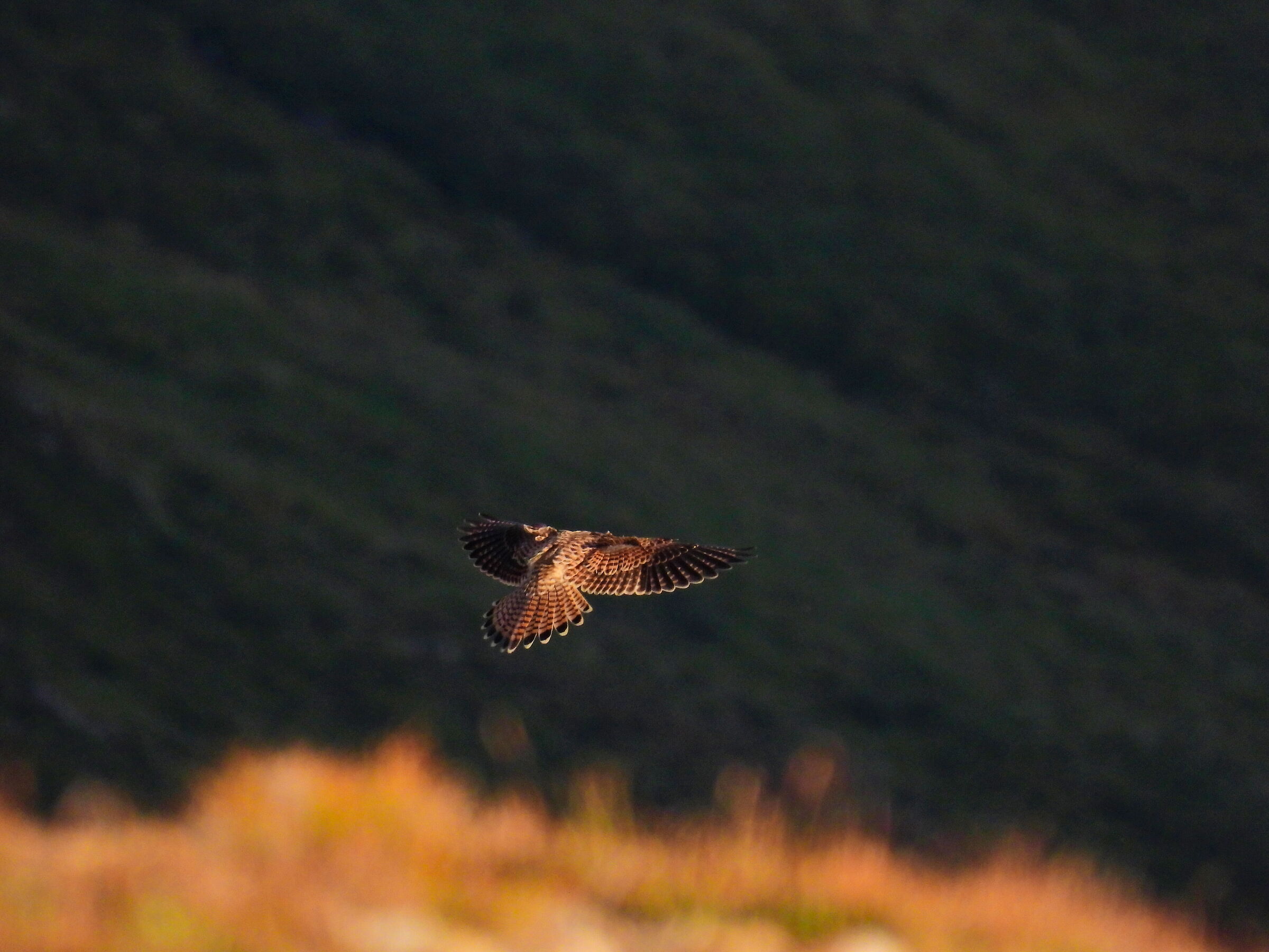 Gheppio al tramonto da passo Griess