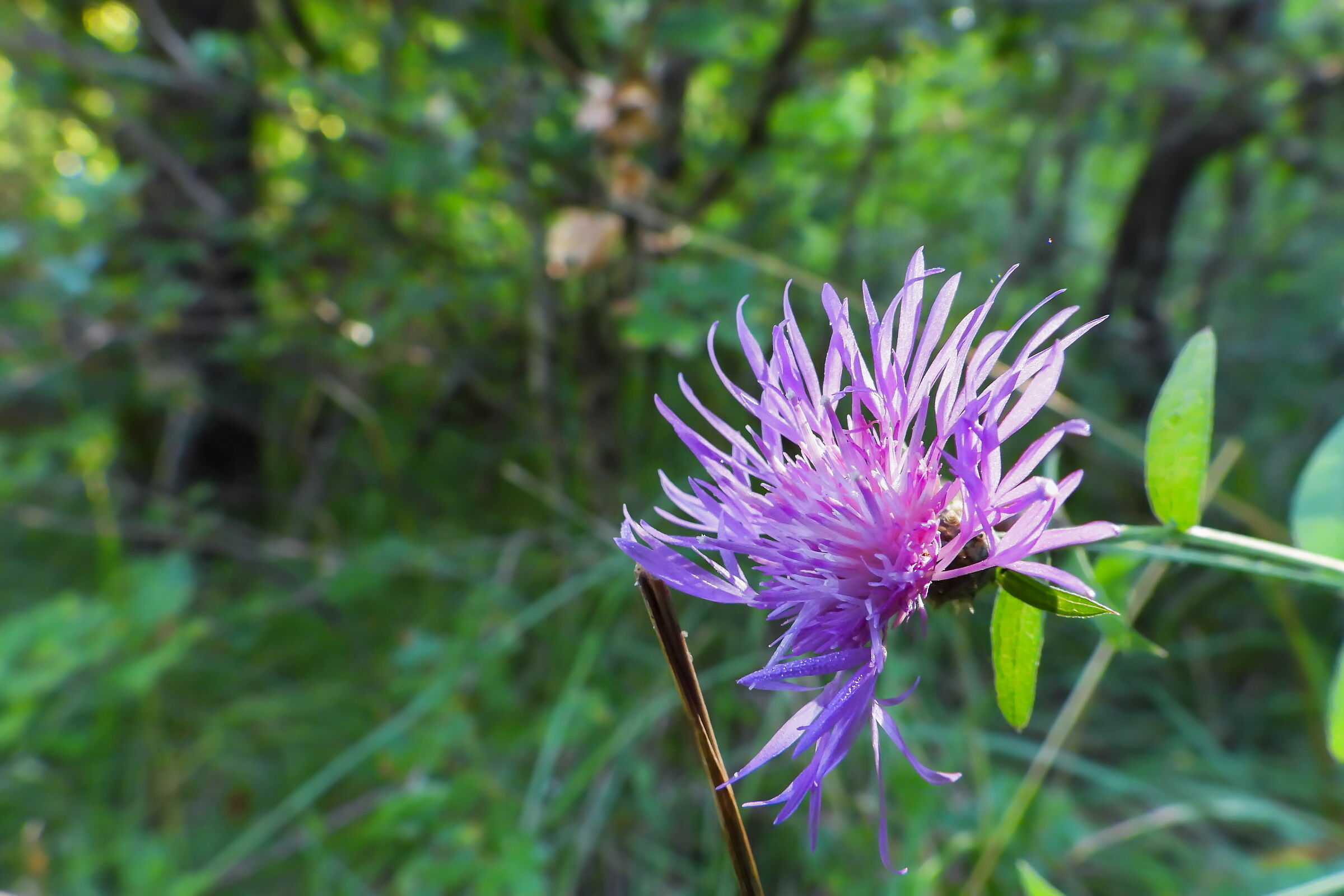 Close-up set with Coolpix p1000 (27)