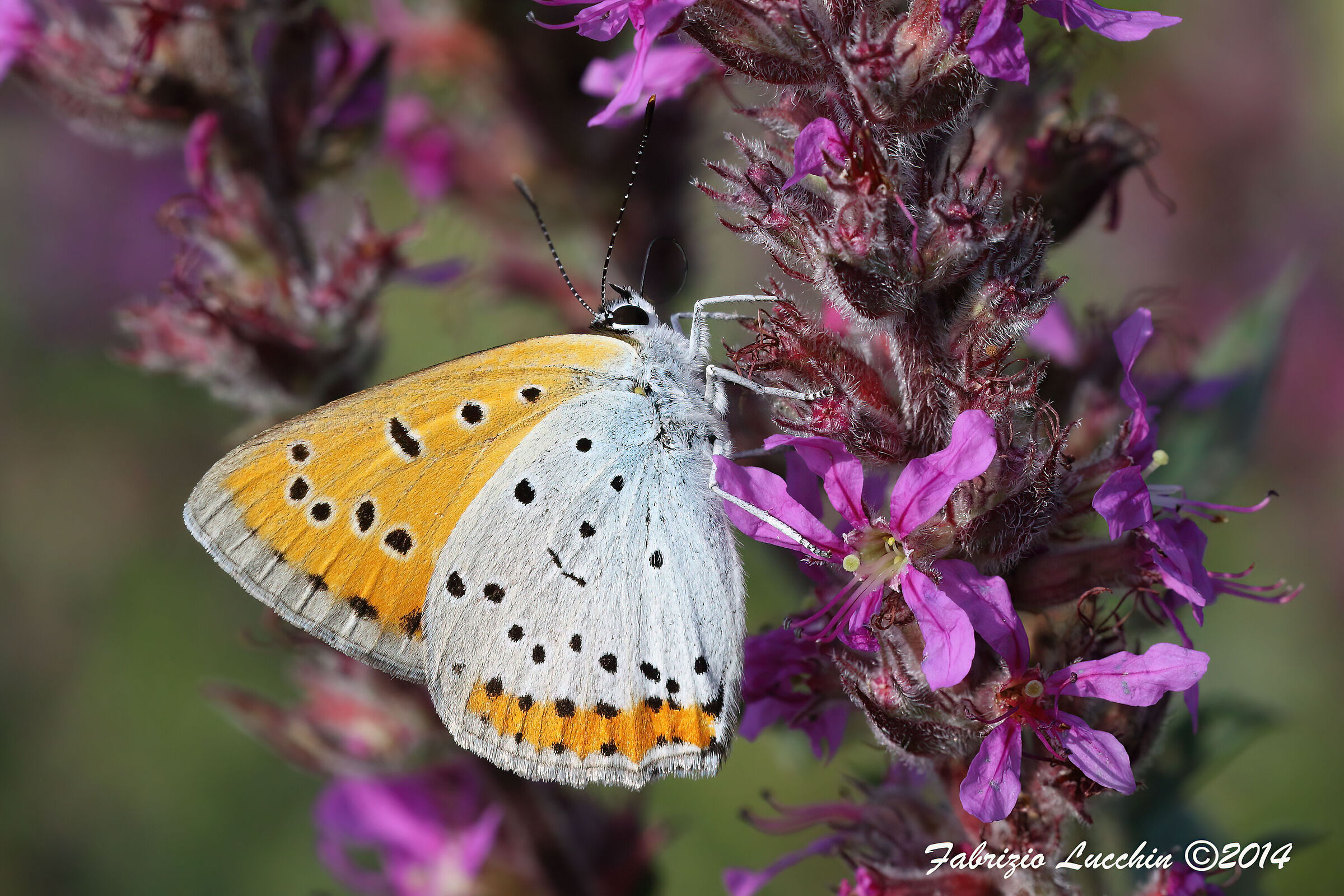 Lycaena dispar