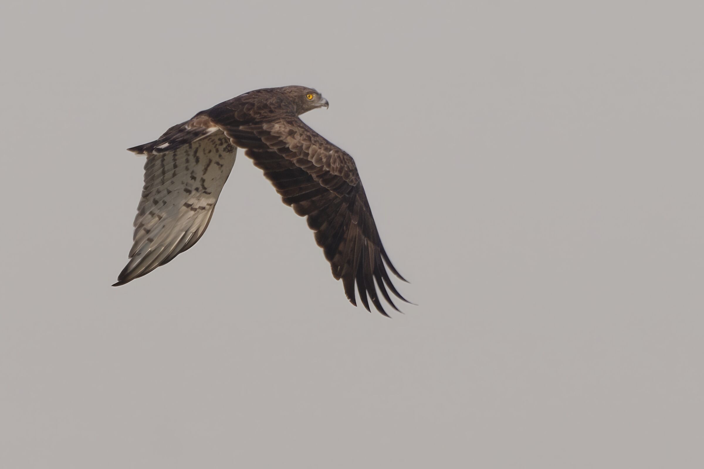 The flight of the short-toed eagle