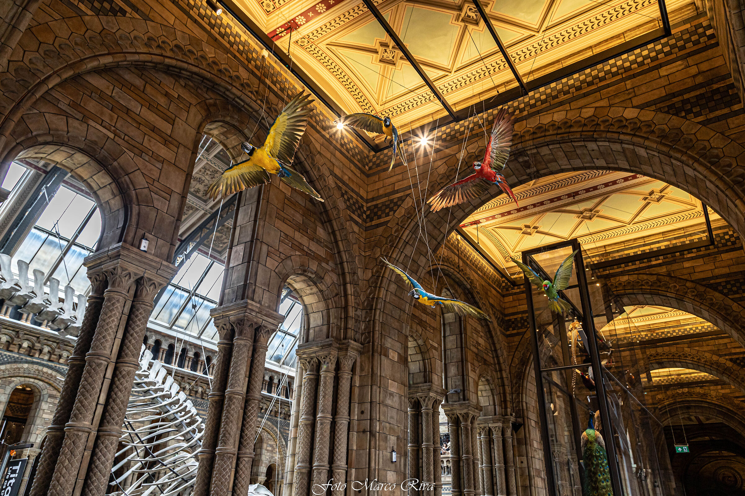 Museo di storia naturale a Londra