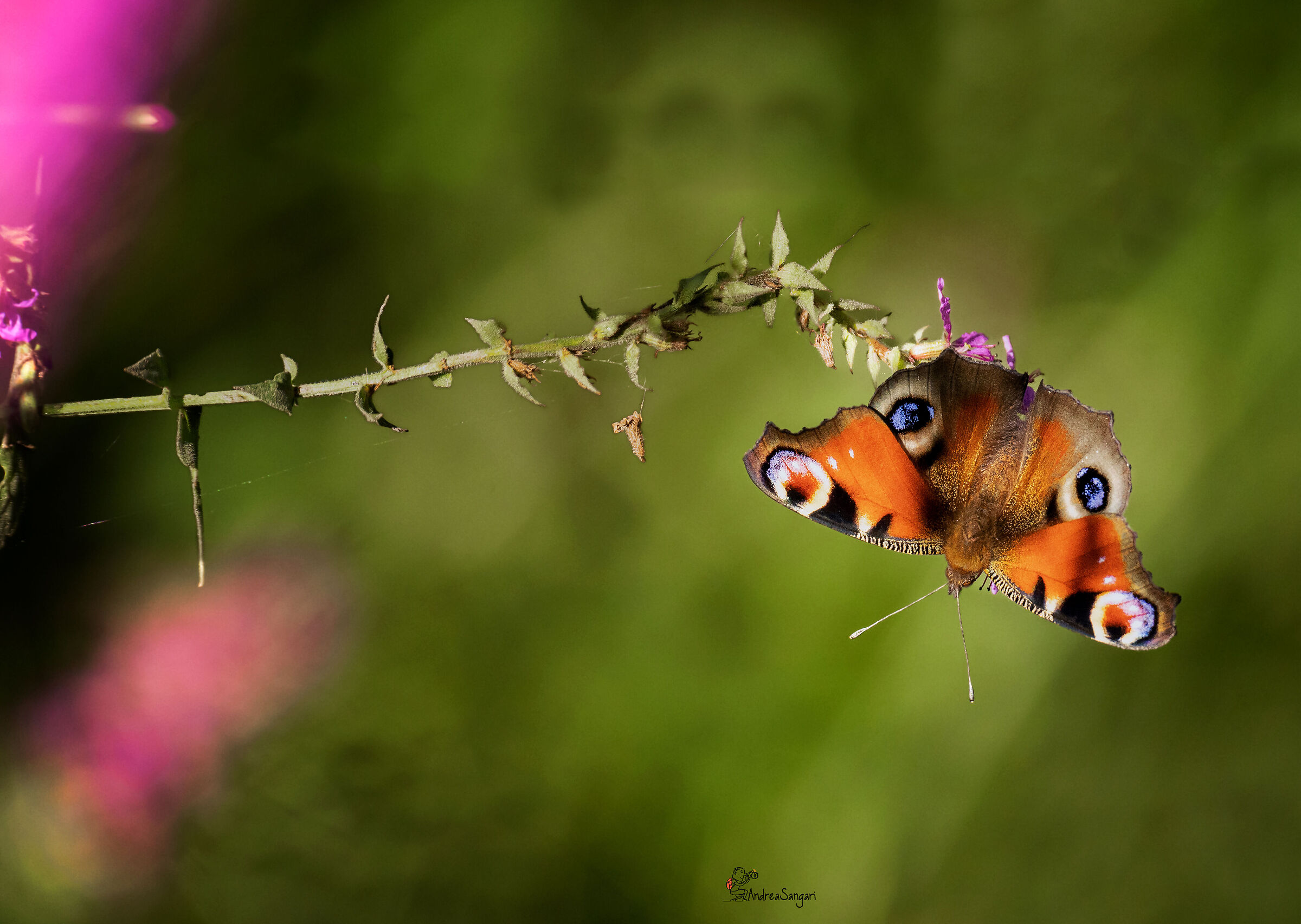 Gli occhi della vanessa.....