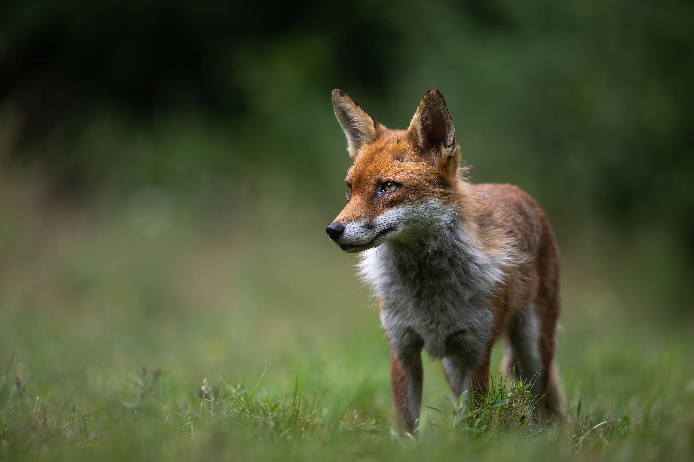 Fox (Vulpes vulpes)