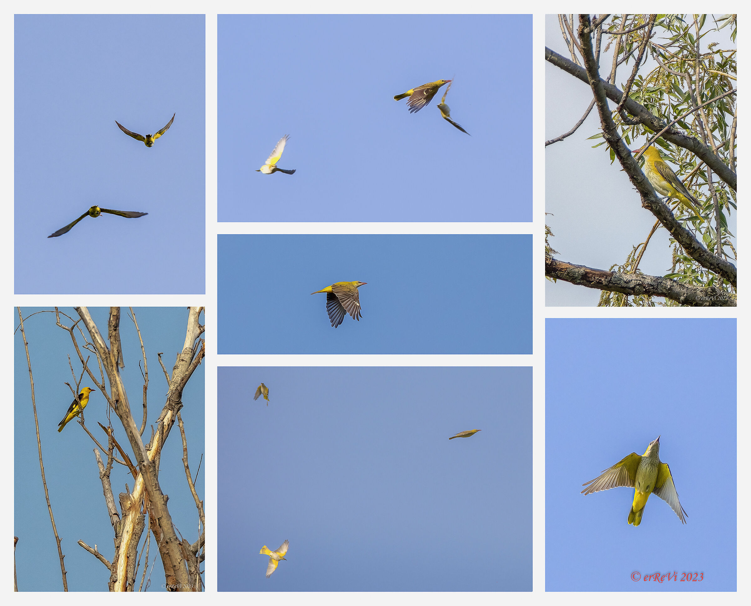 Orioli Air Shows (Oriolus Oriolus)