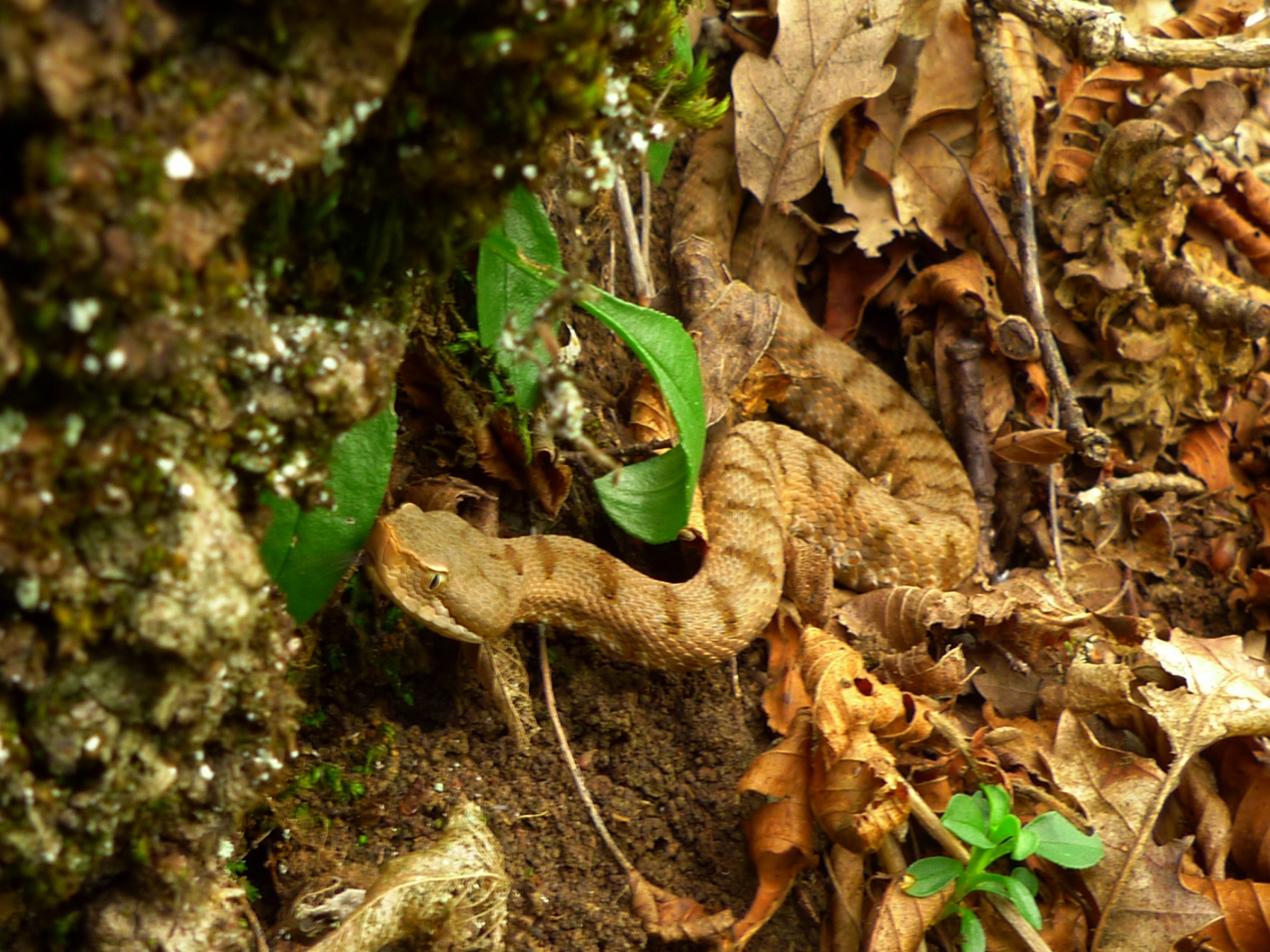 Cercando un giaciglio per l'inverno