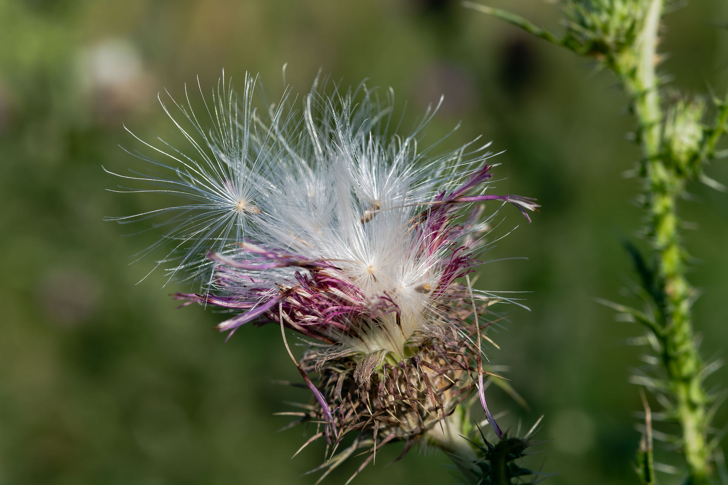 Cardo selvatico colpito da chicco di grandine