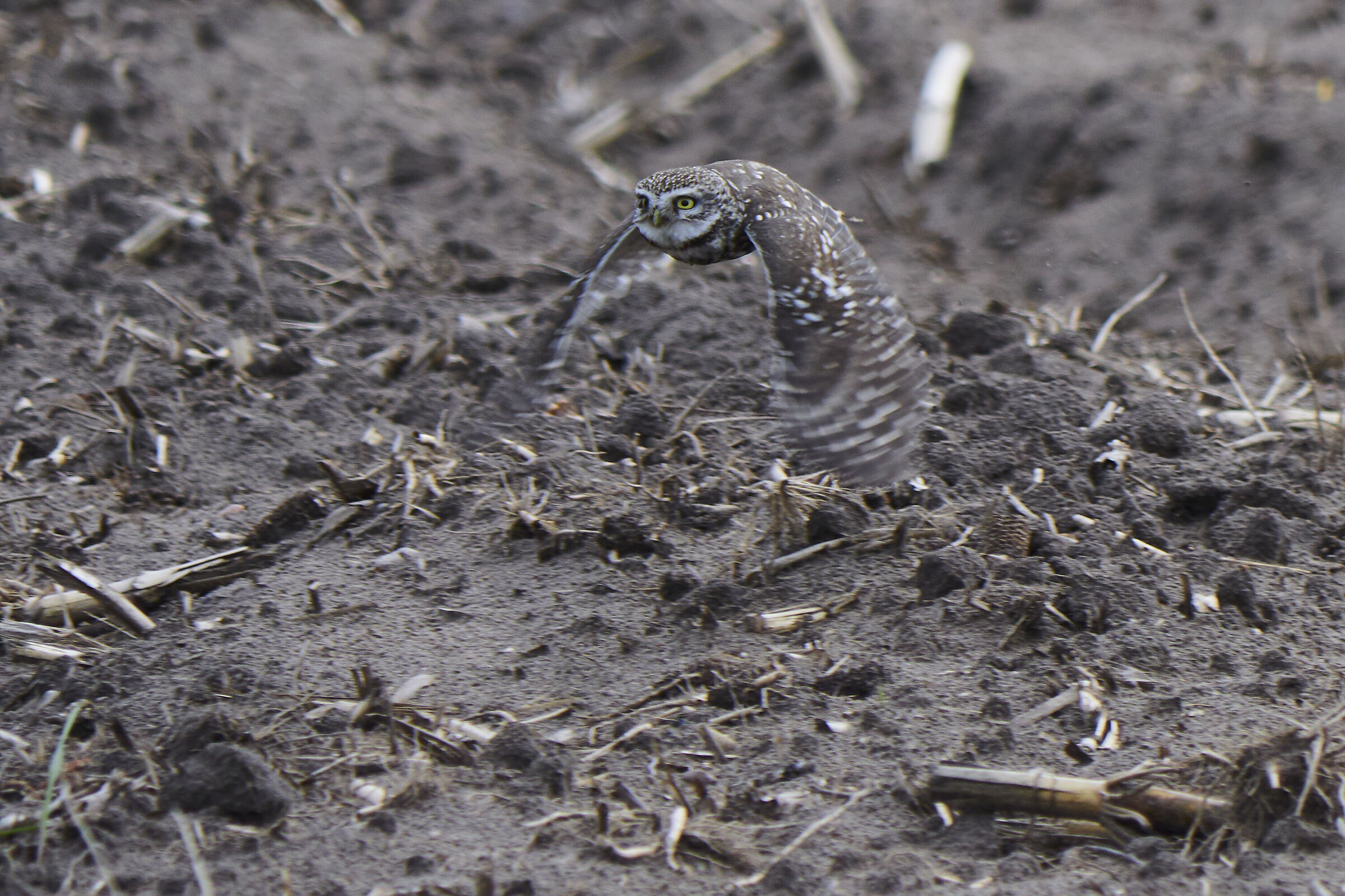 Little Owl ( Athene noctua )
