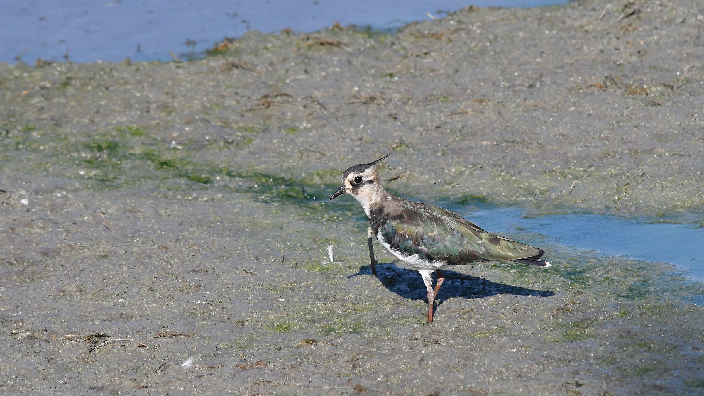 lapwing