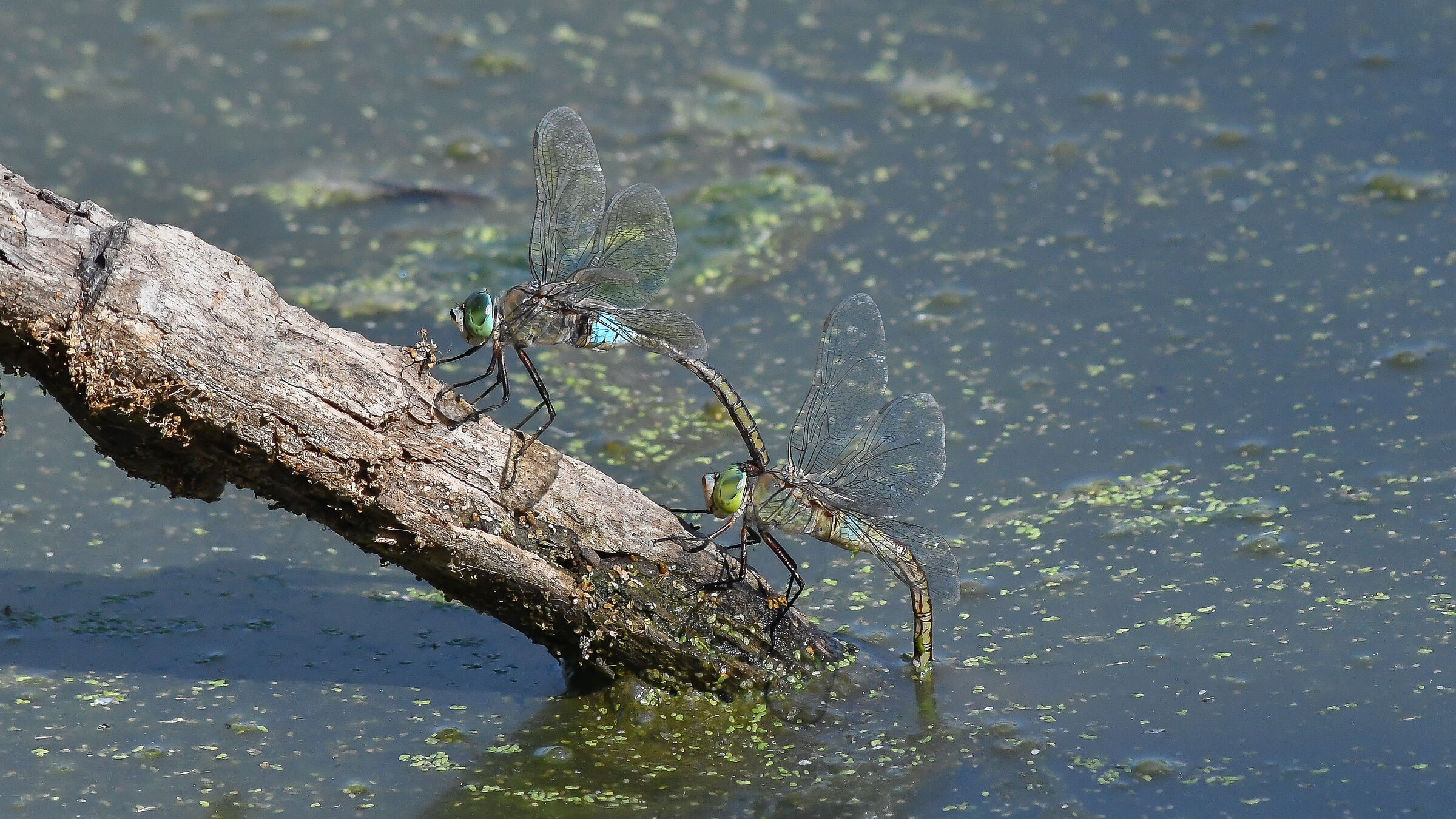 Dragonflies