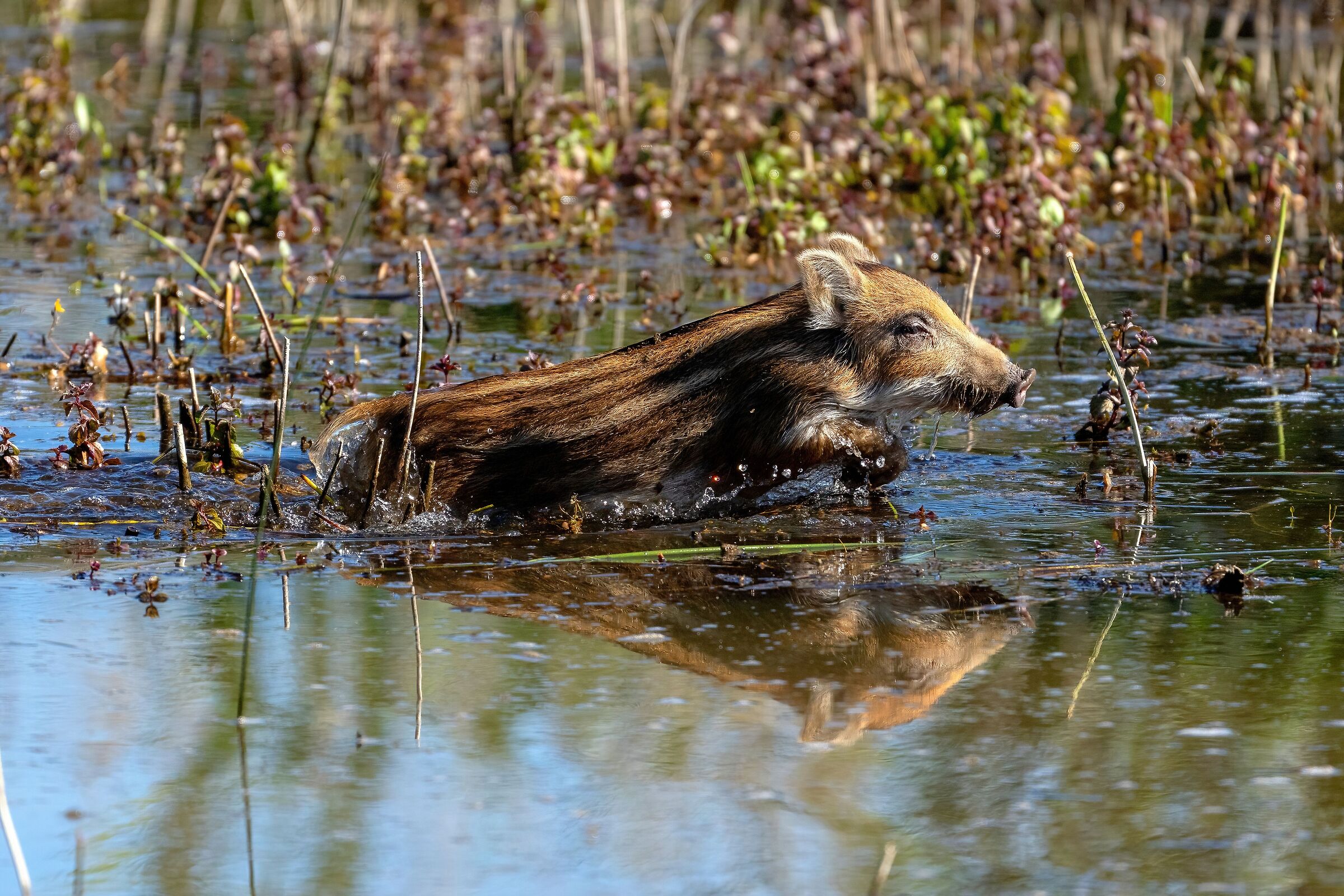 Cinghialetto al bagno