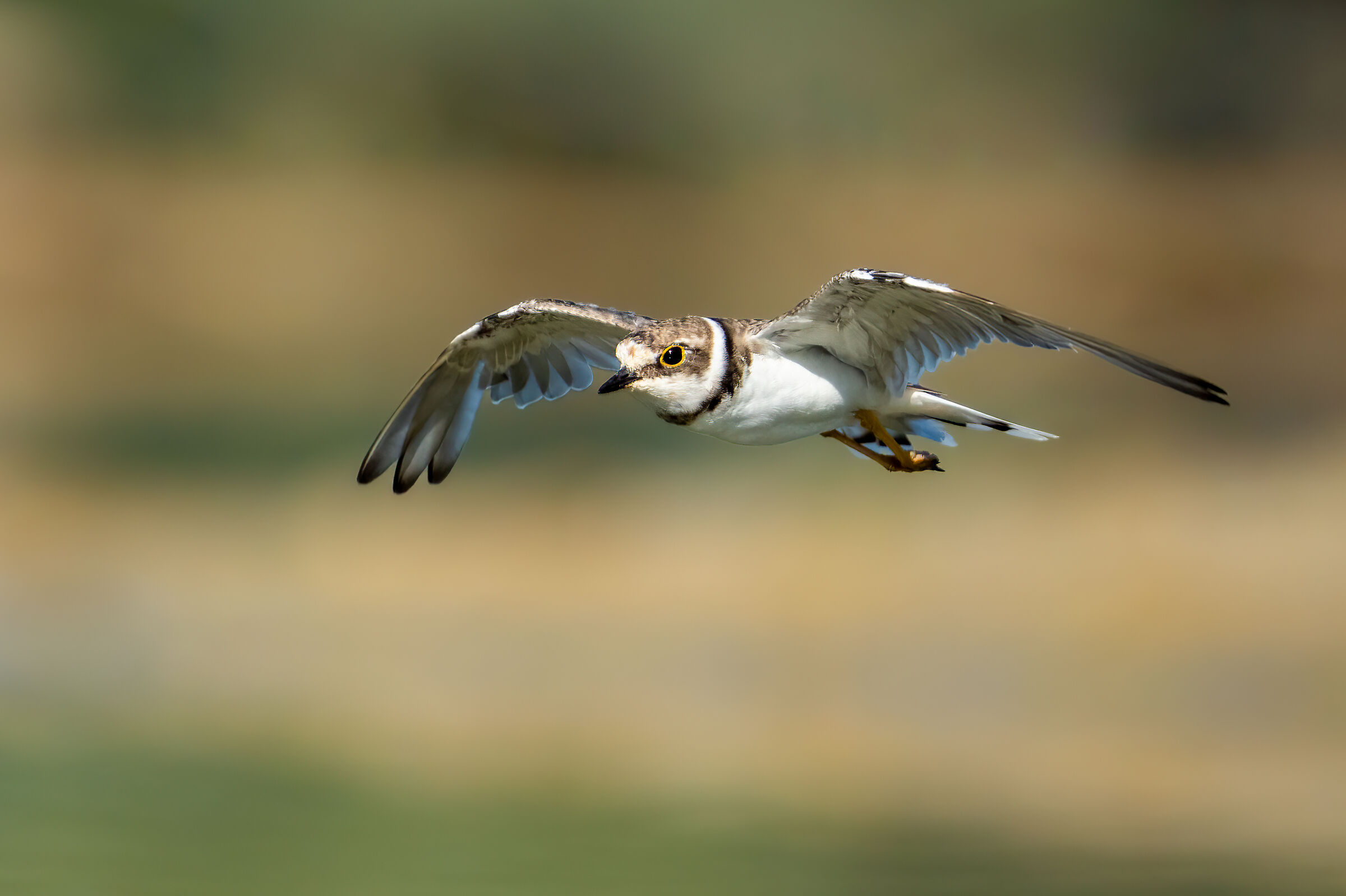 Corriere piccolo (Charadrius dubius)