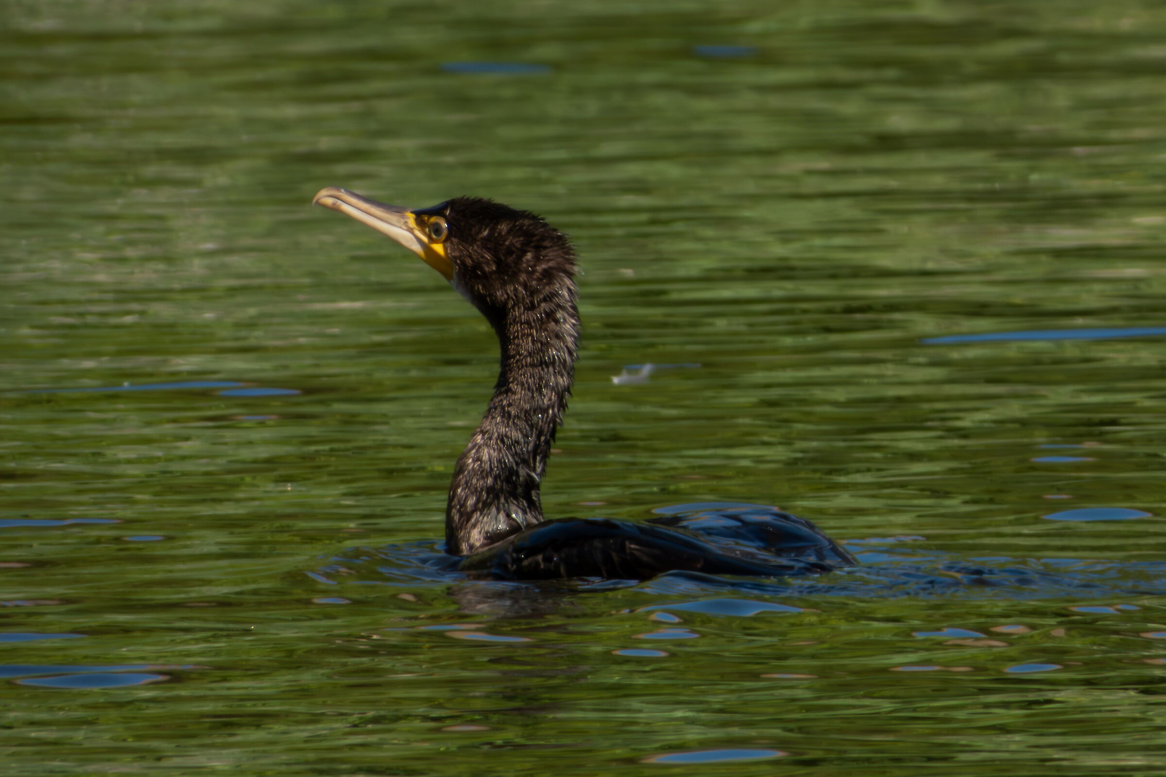 Cormorant