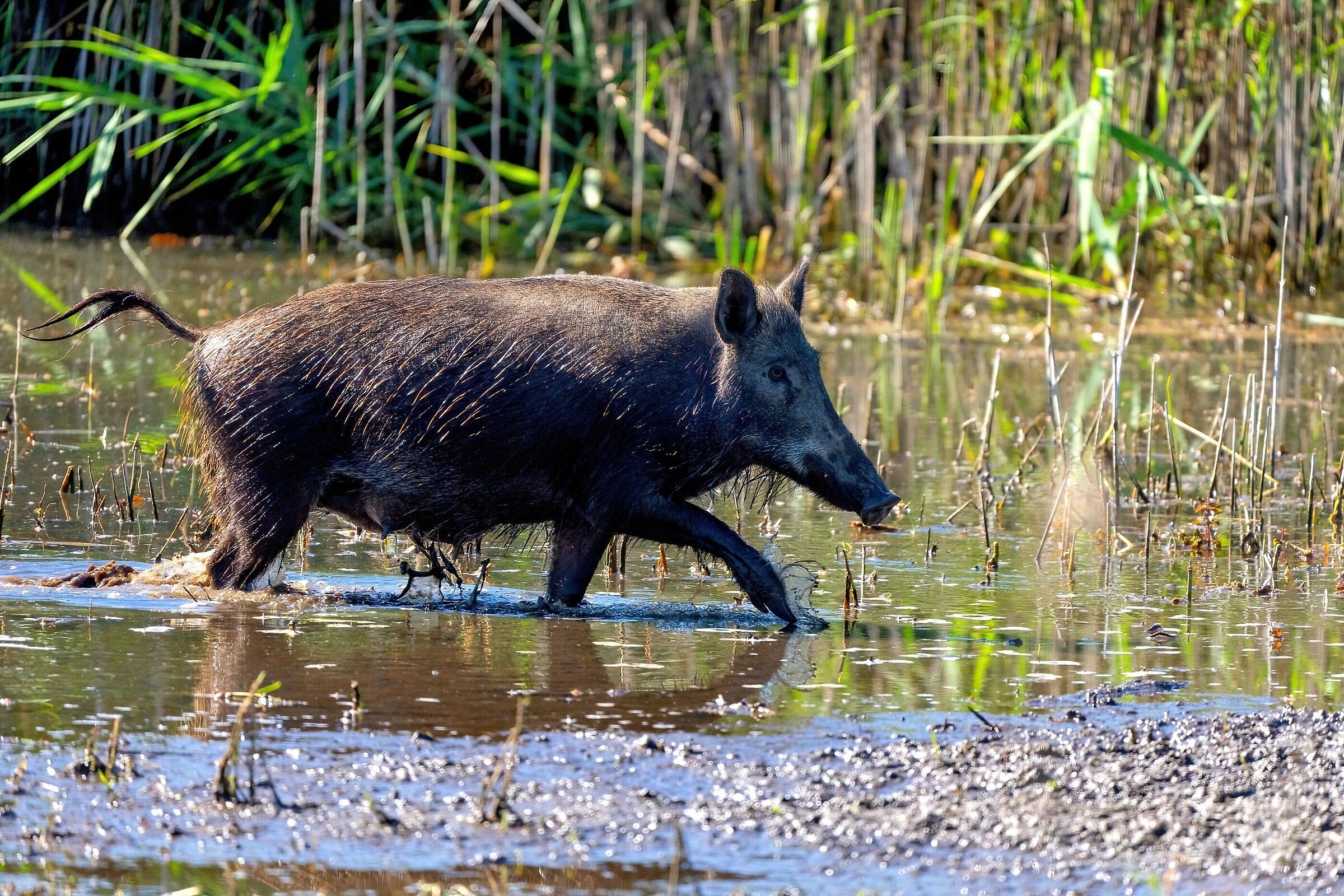 Mamma Scrofa  vigila sui piccoli al guado nel canneto