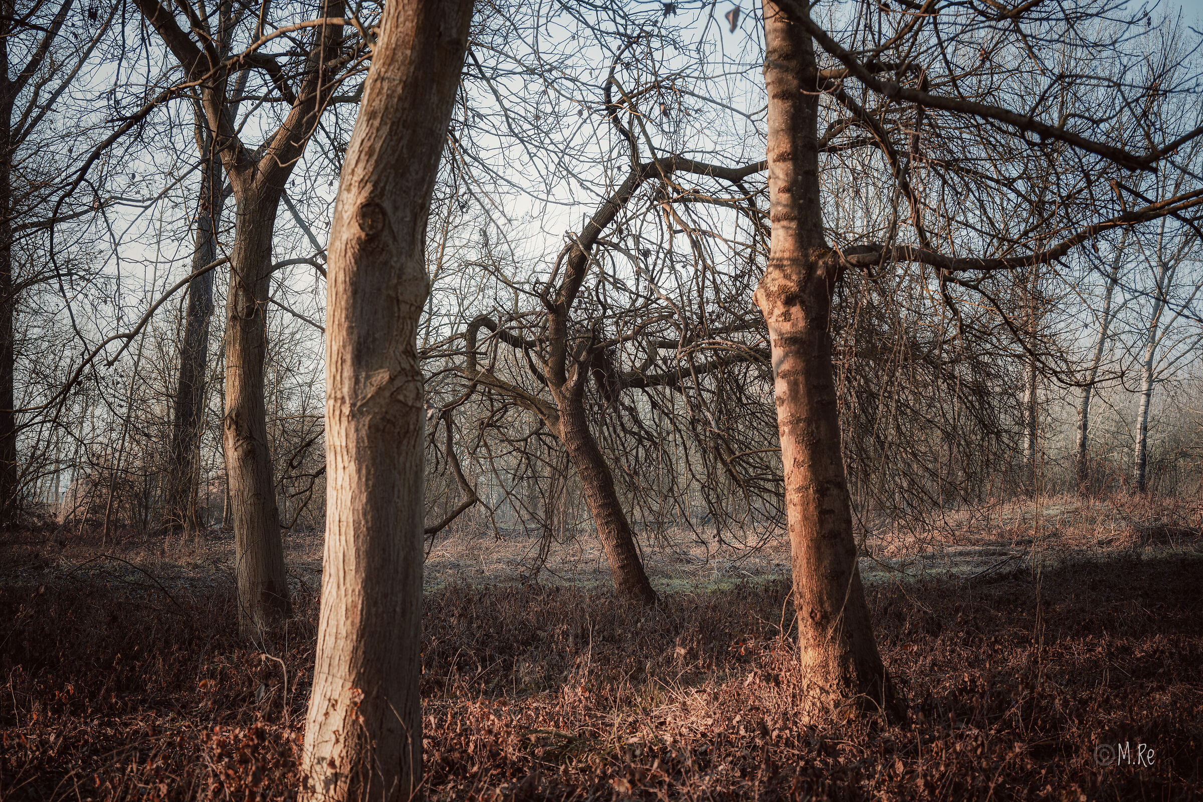 In the woods