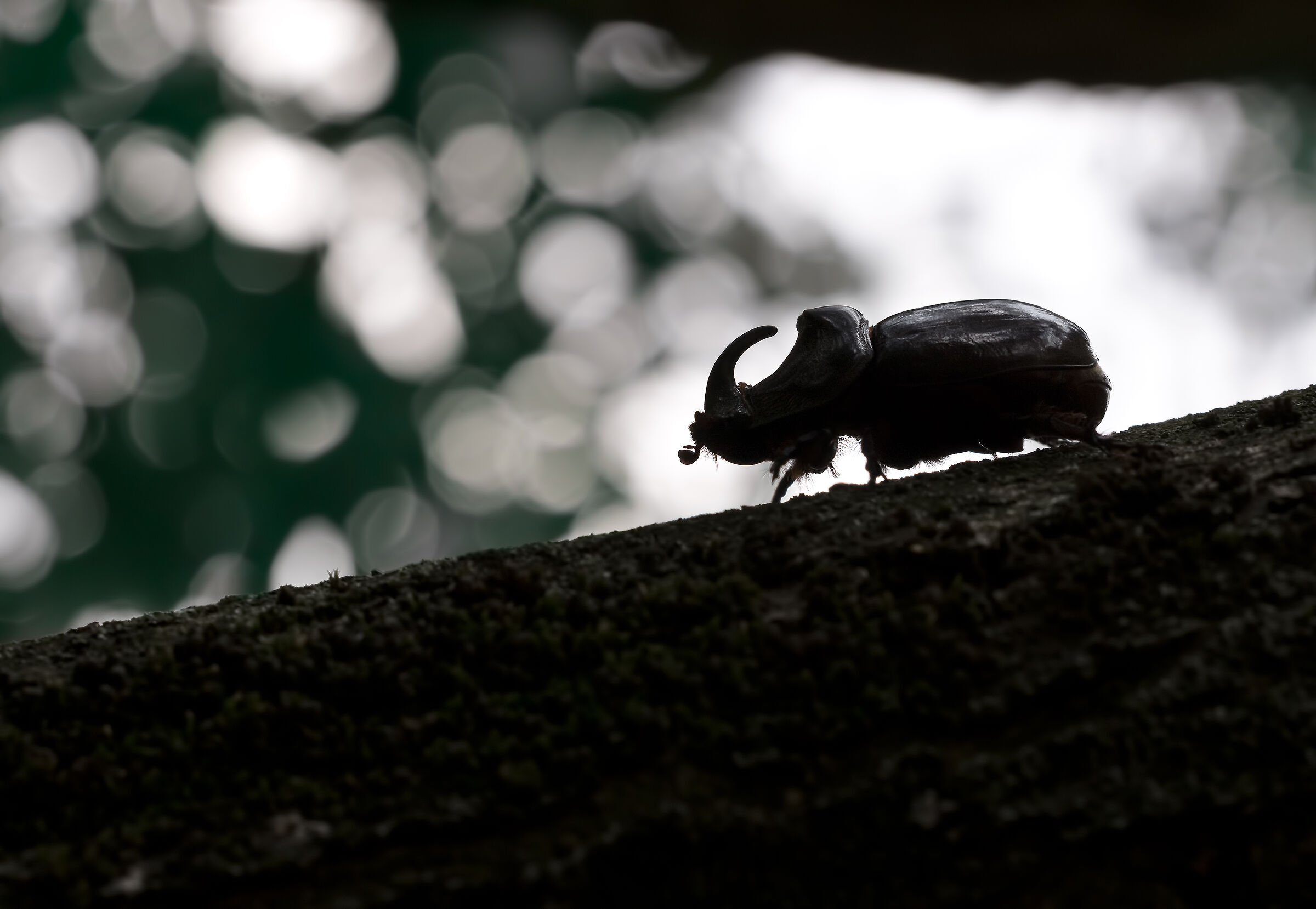 Silhouette