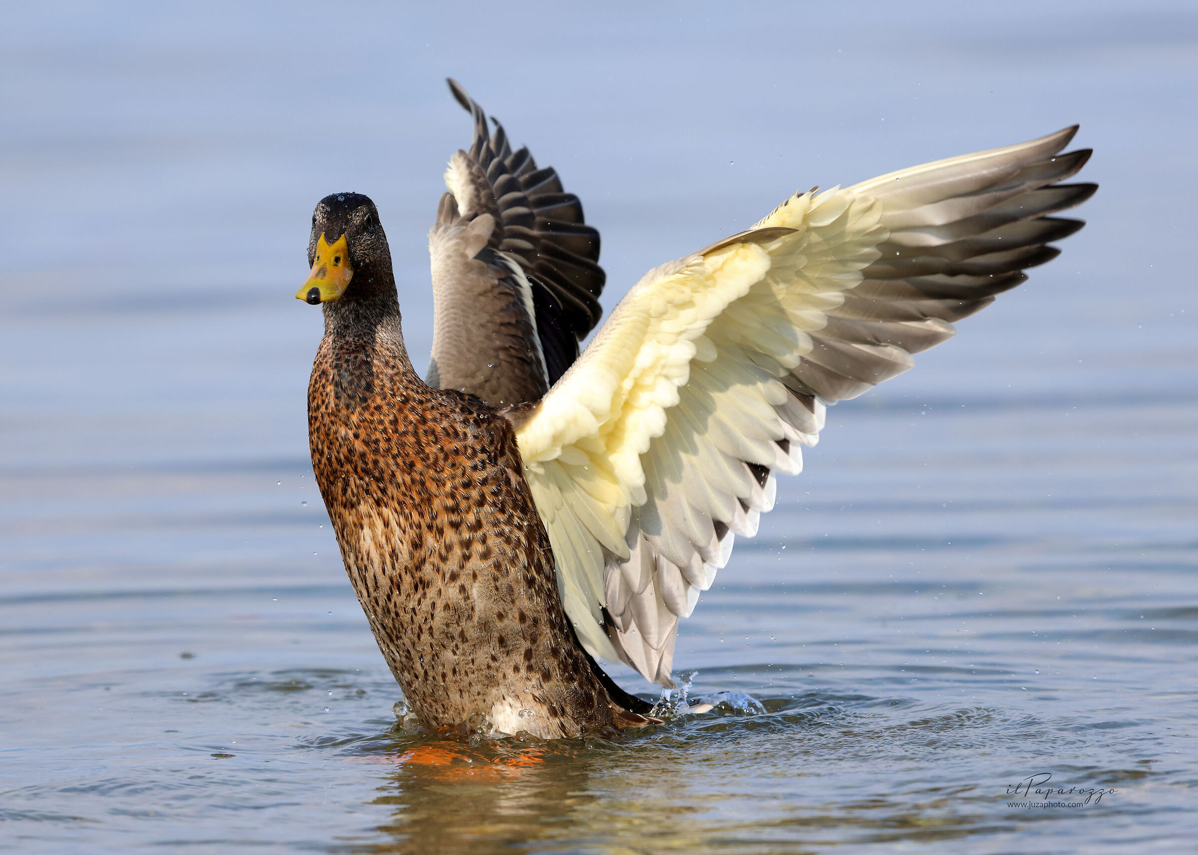 Germano Reale Femmina