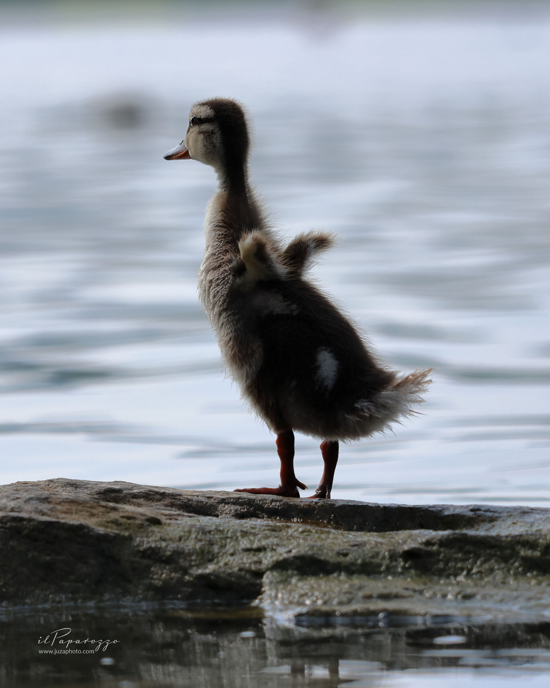 Germano Reale cucciolo