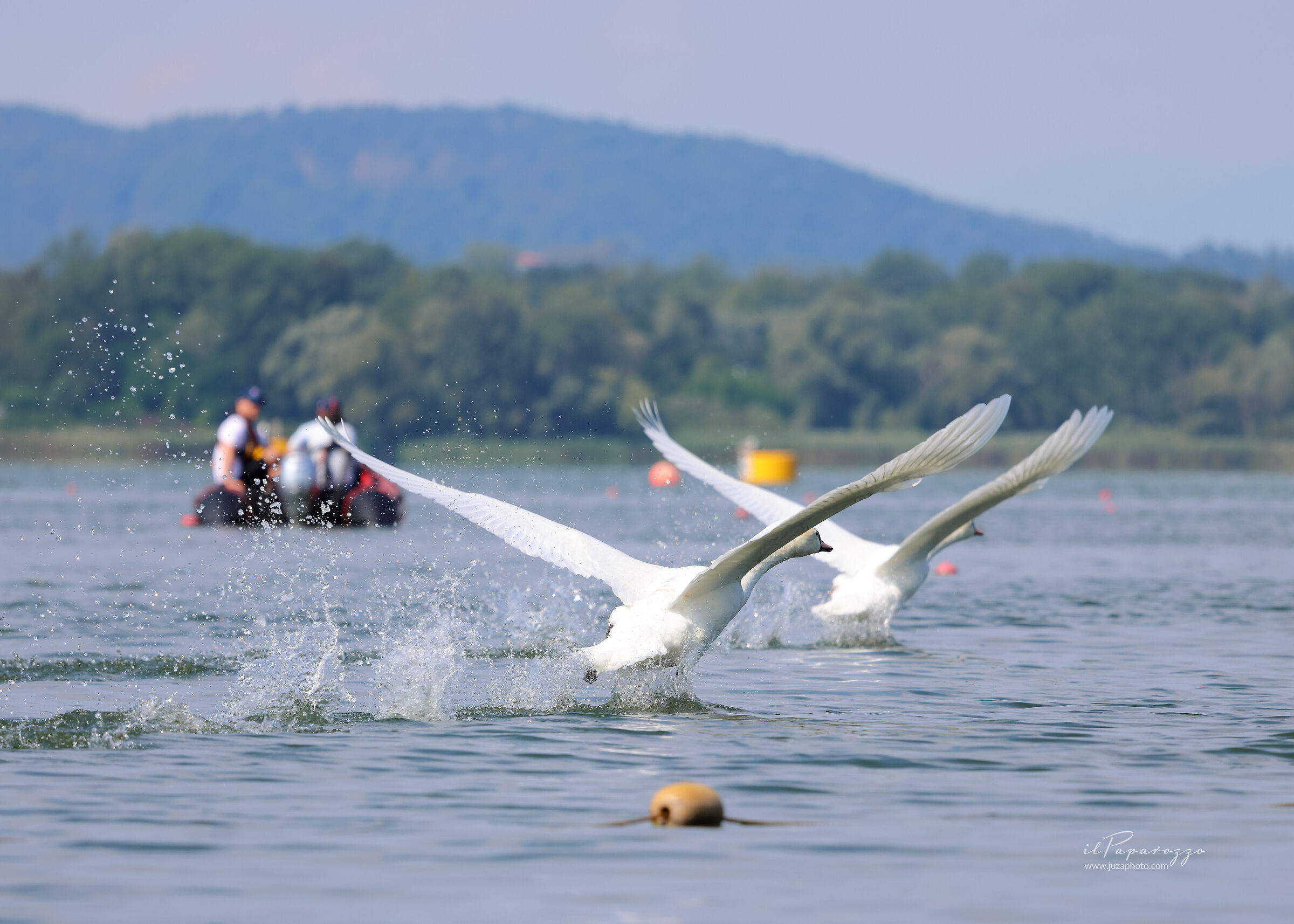 Cigno Bianco in decollo