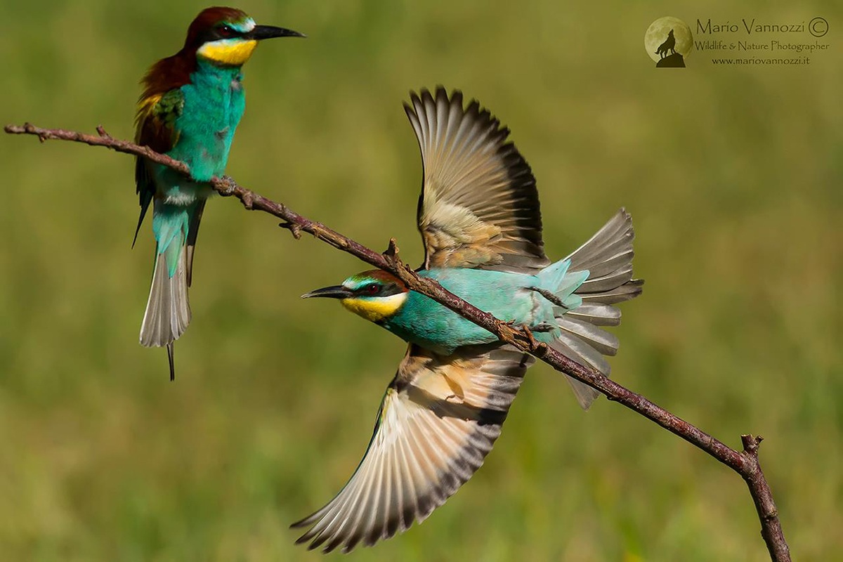 Bee-eaters