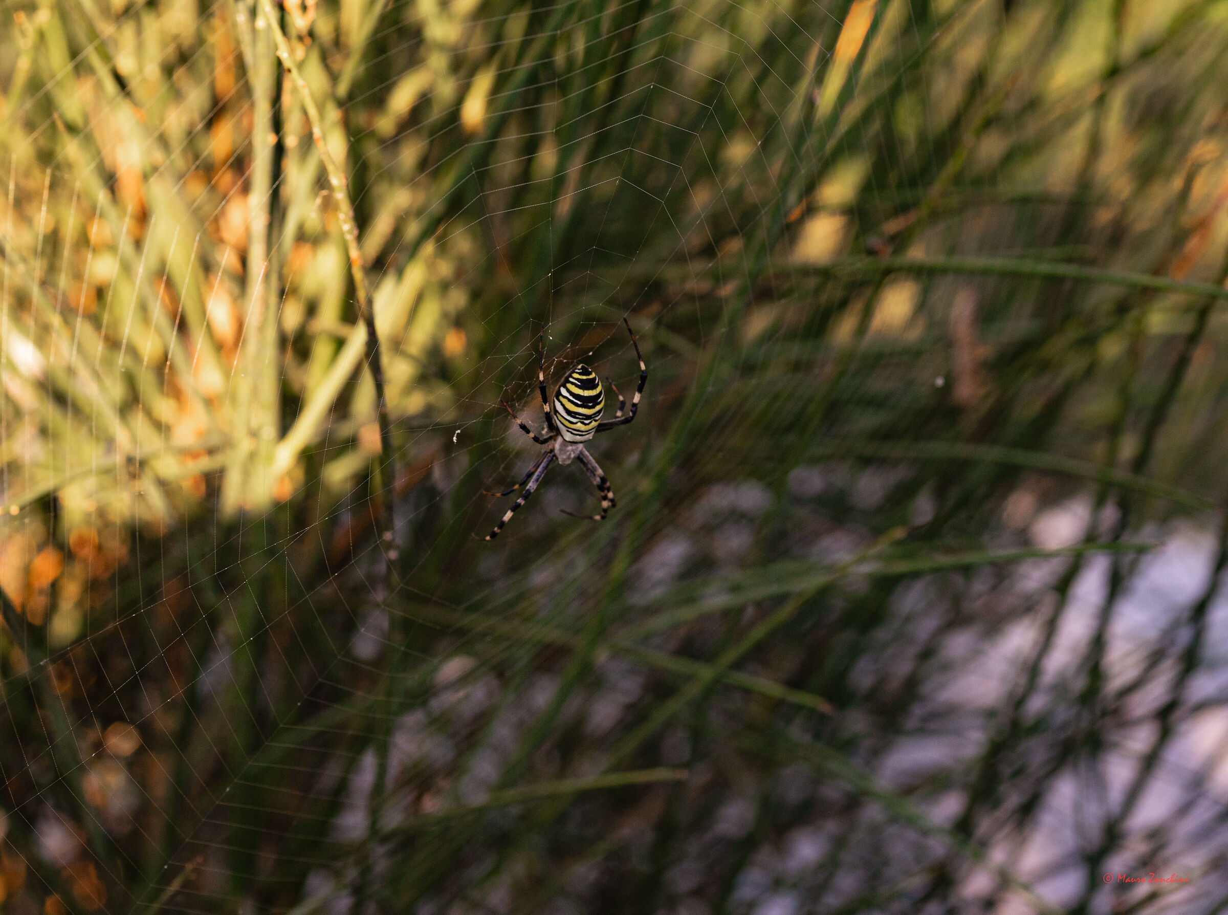 Argiope Bruennichi