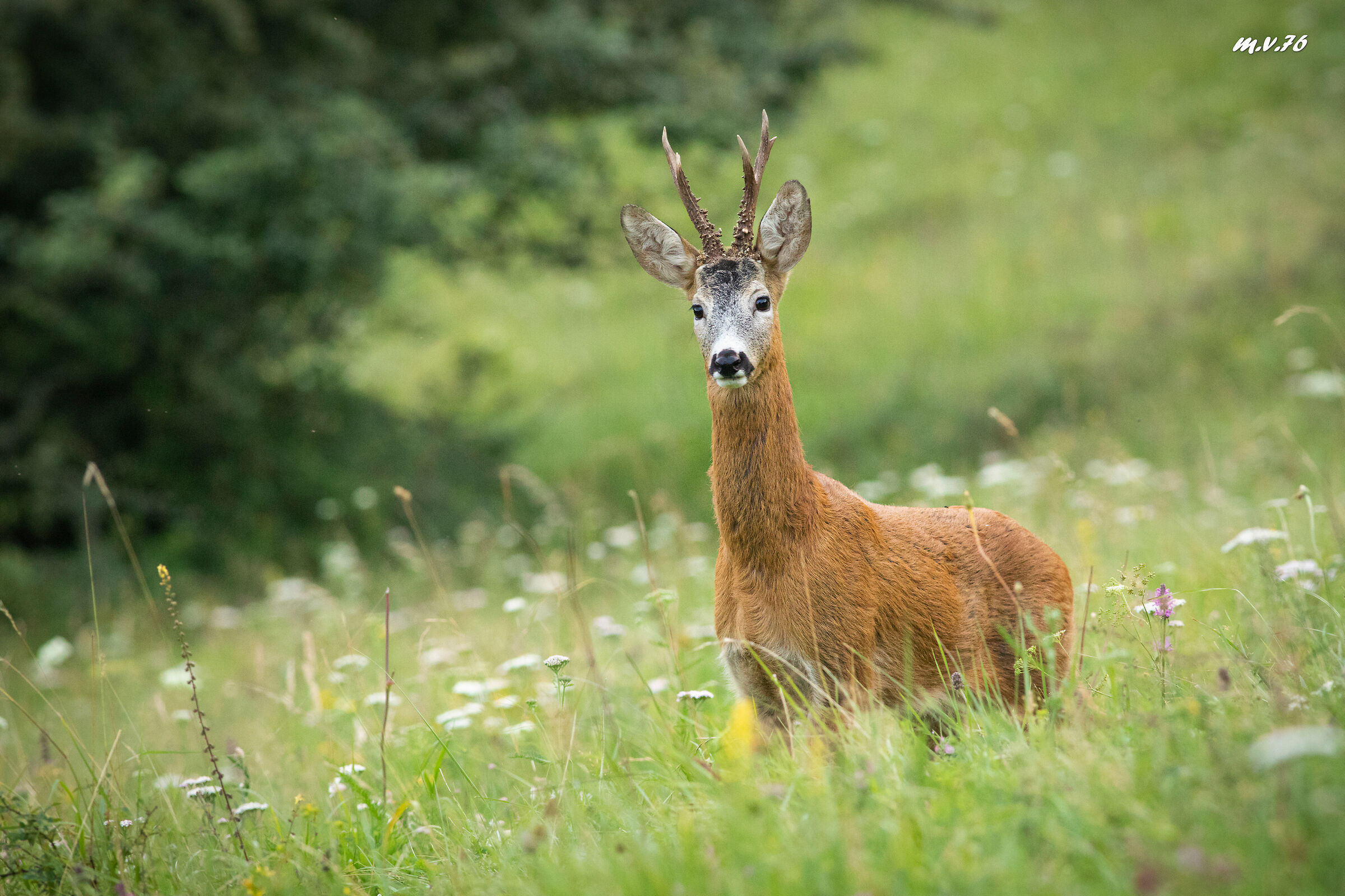 Capreolus capreolus