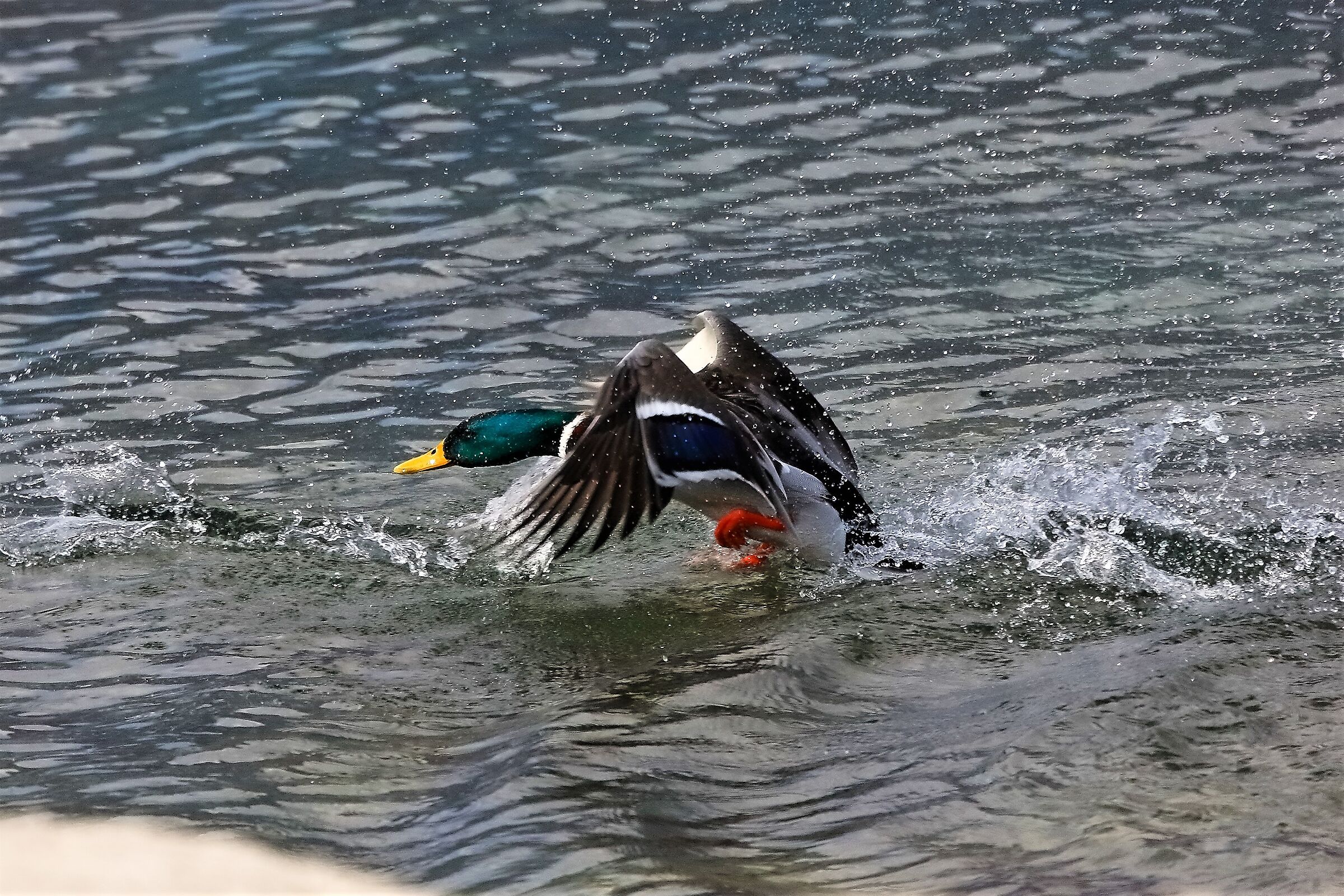 Germano 04 aprile 2023