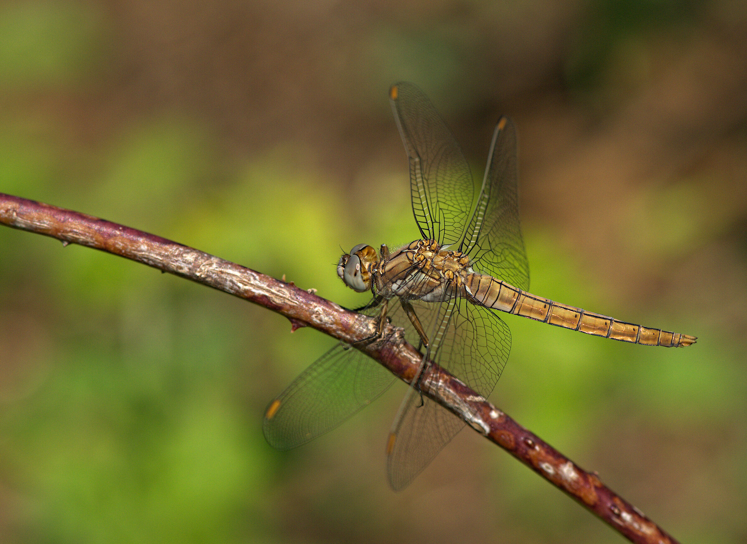 Orthetrum brunneum