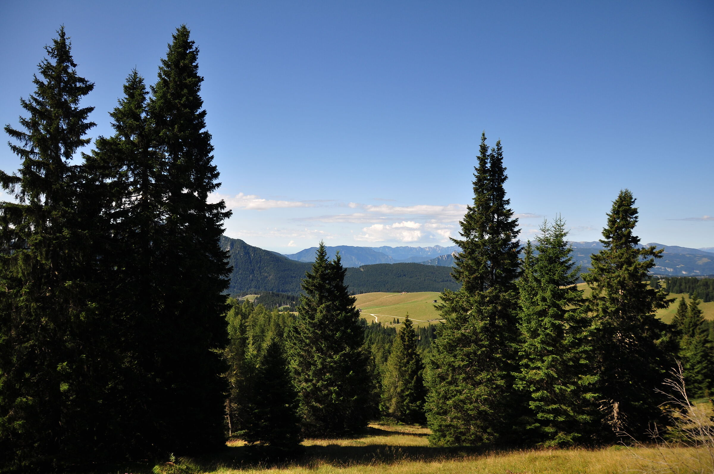 Vista dai Larici