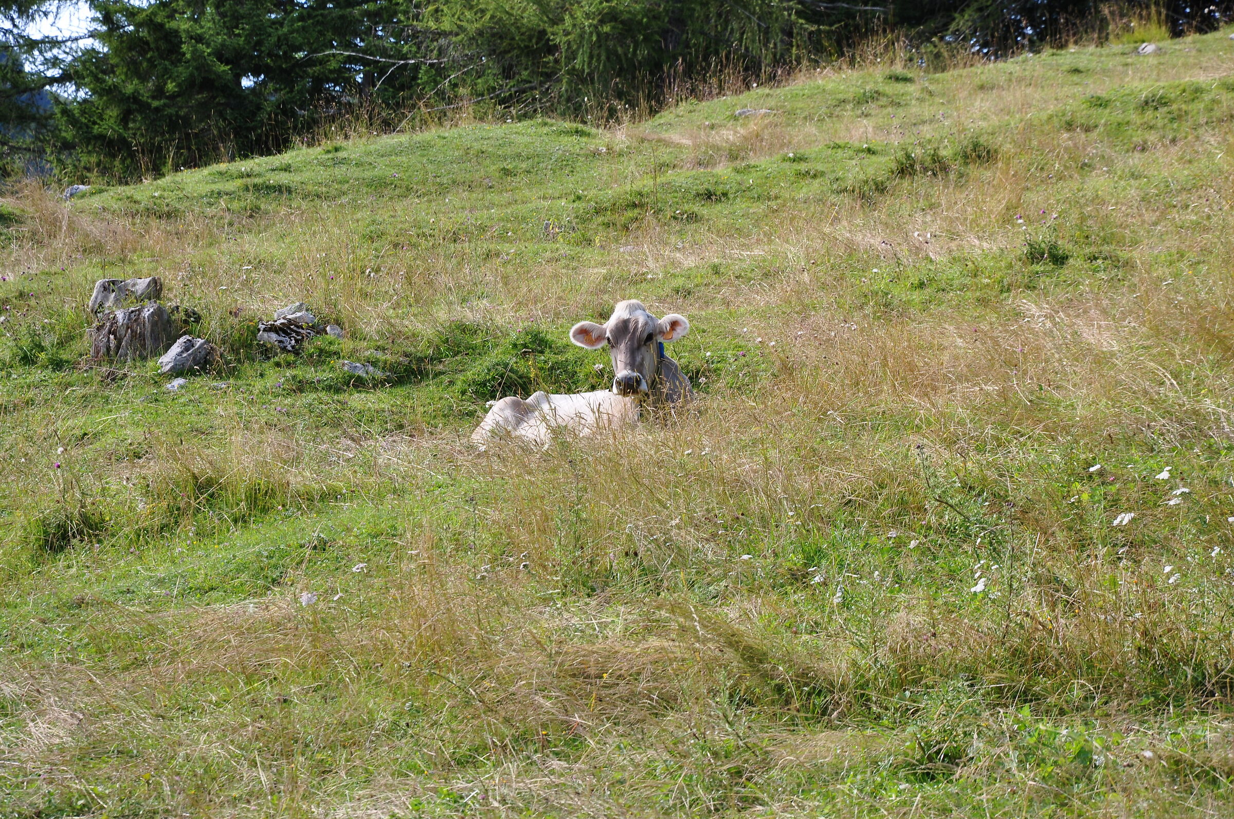 Mucca curiosa