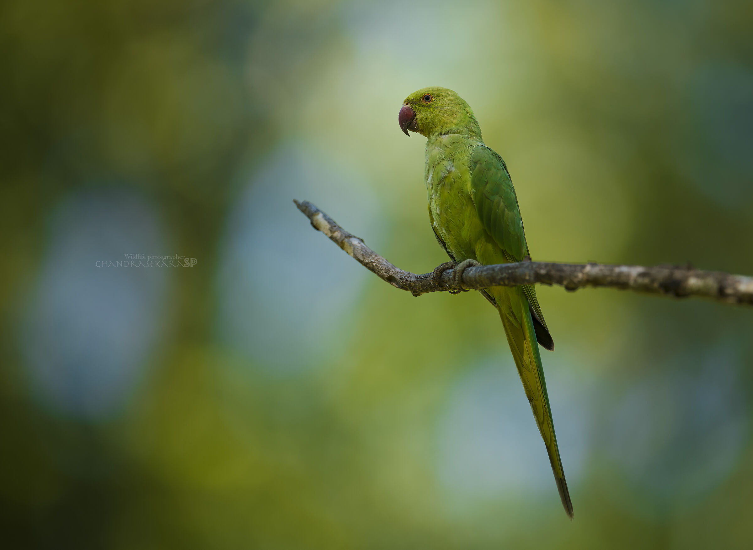 parakeet