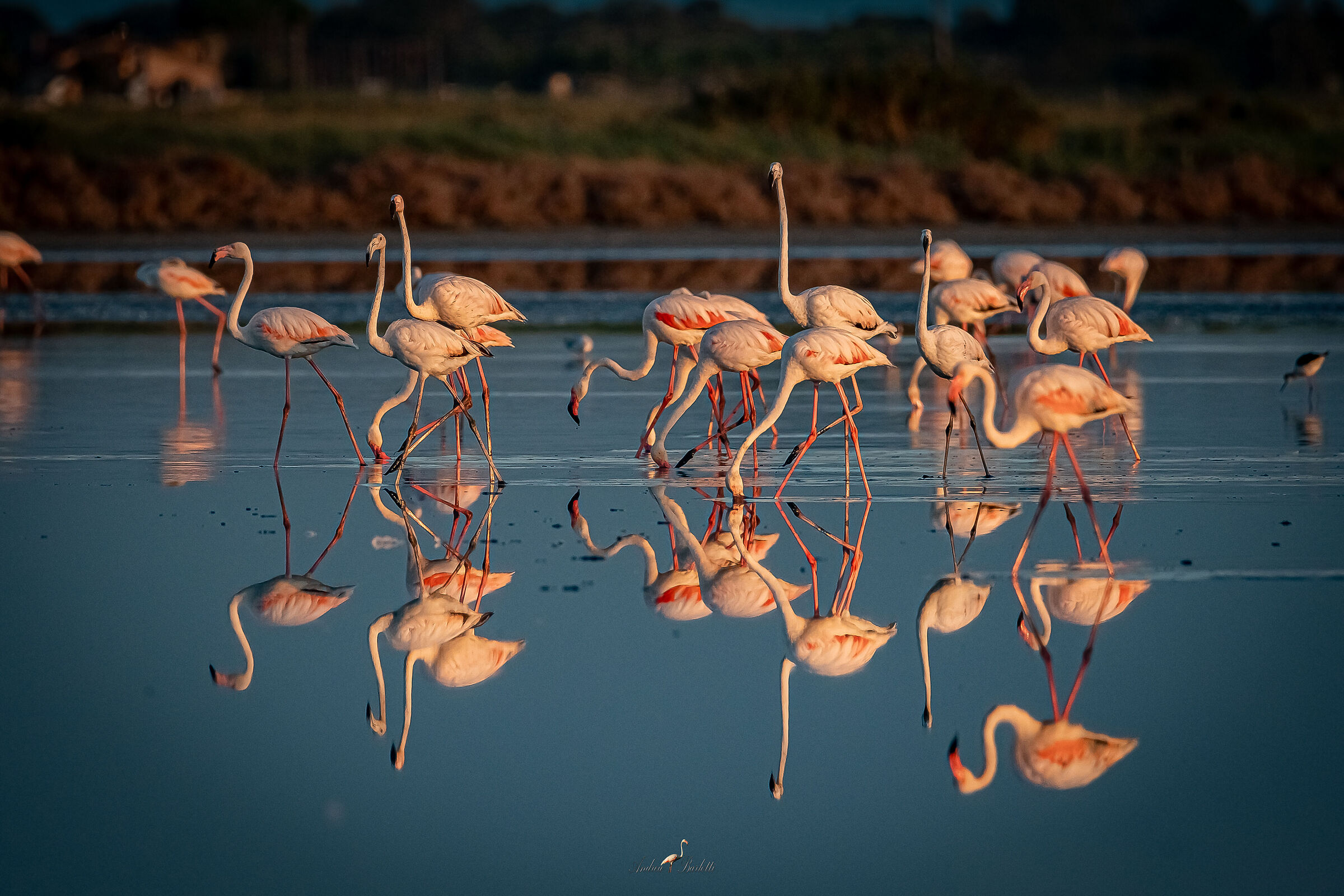 Salt pans of Cervia
