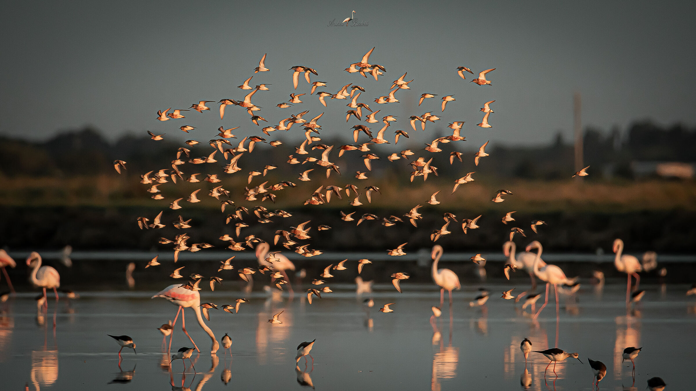 Flights at dawn