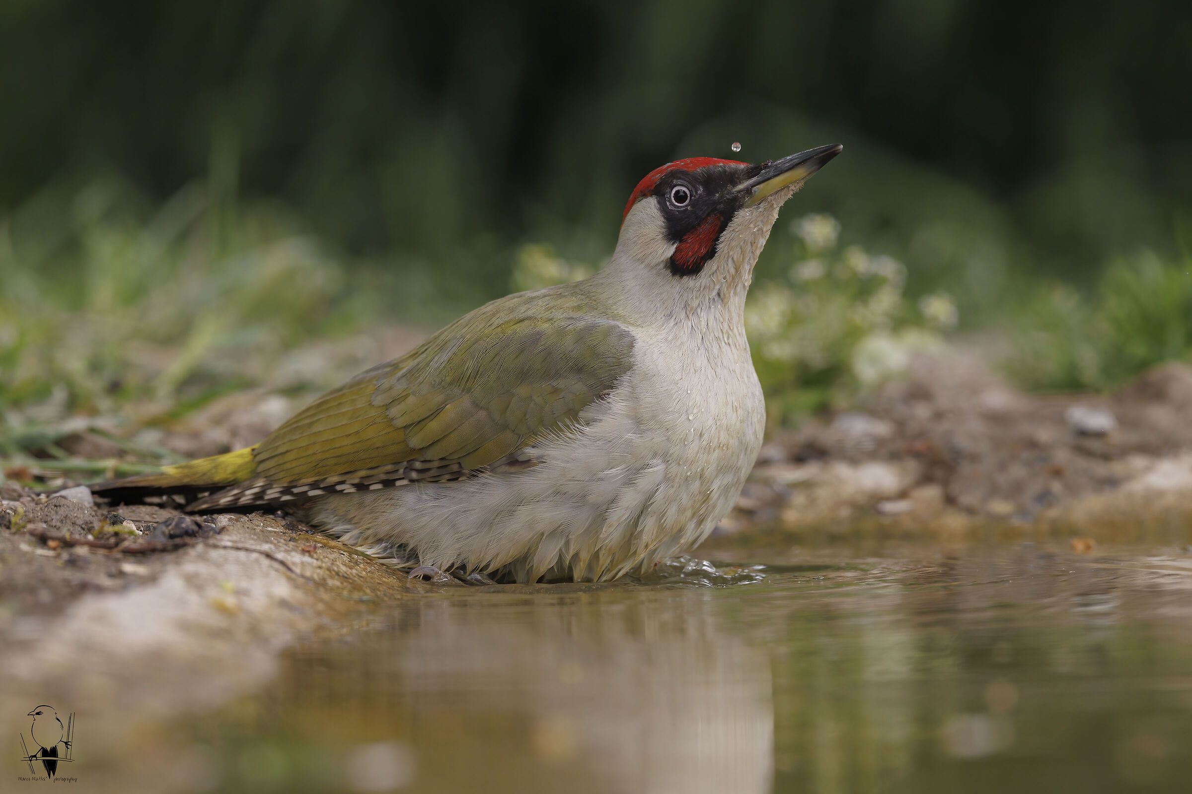 Picchio verde &male;
