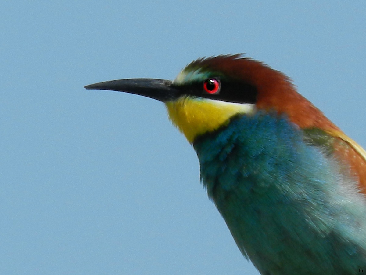 the saga of bee-eaters