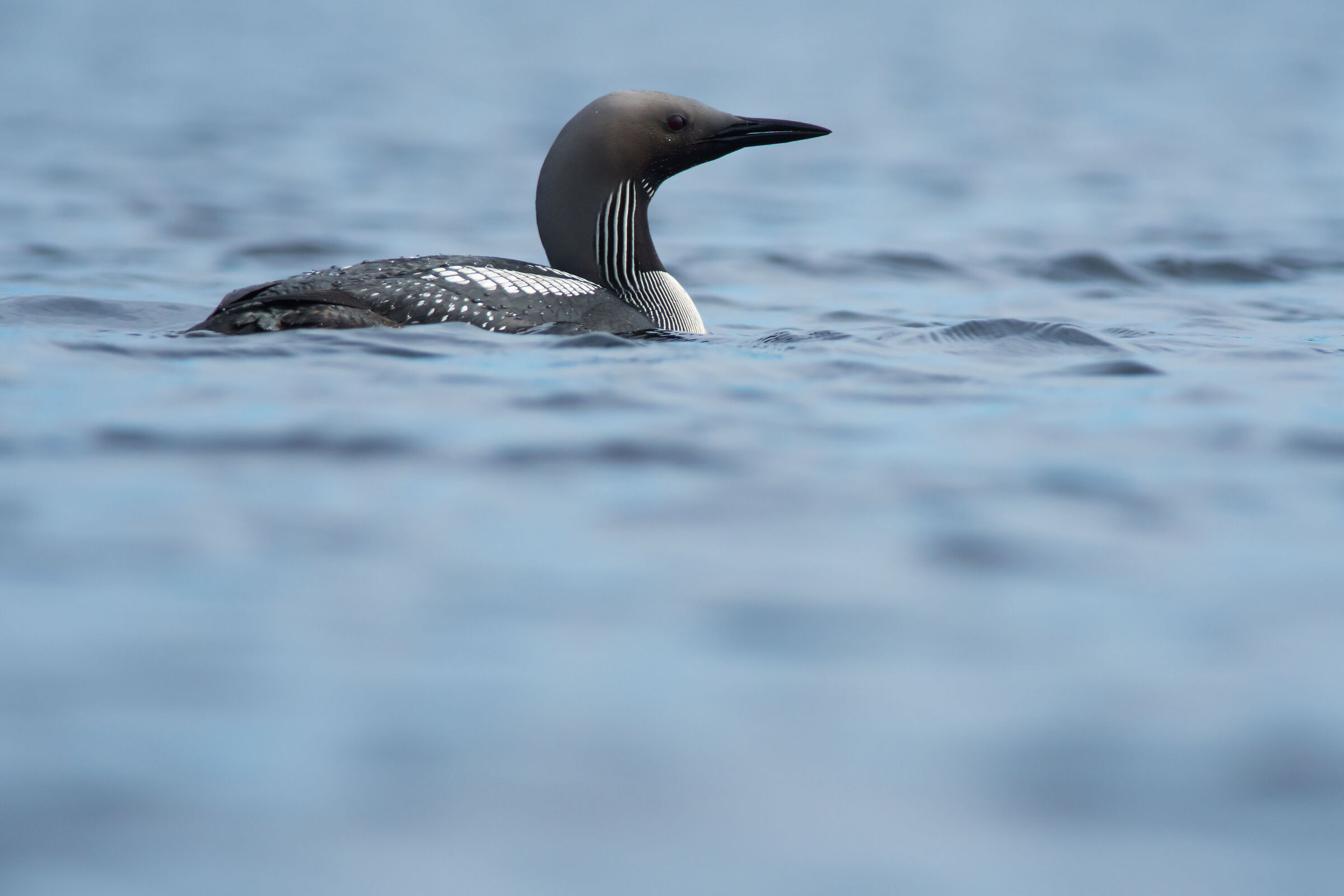 Loon dalla gola nera