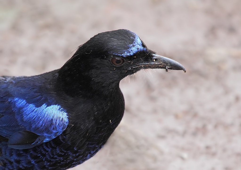Malabar Whistling Thrush.