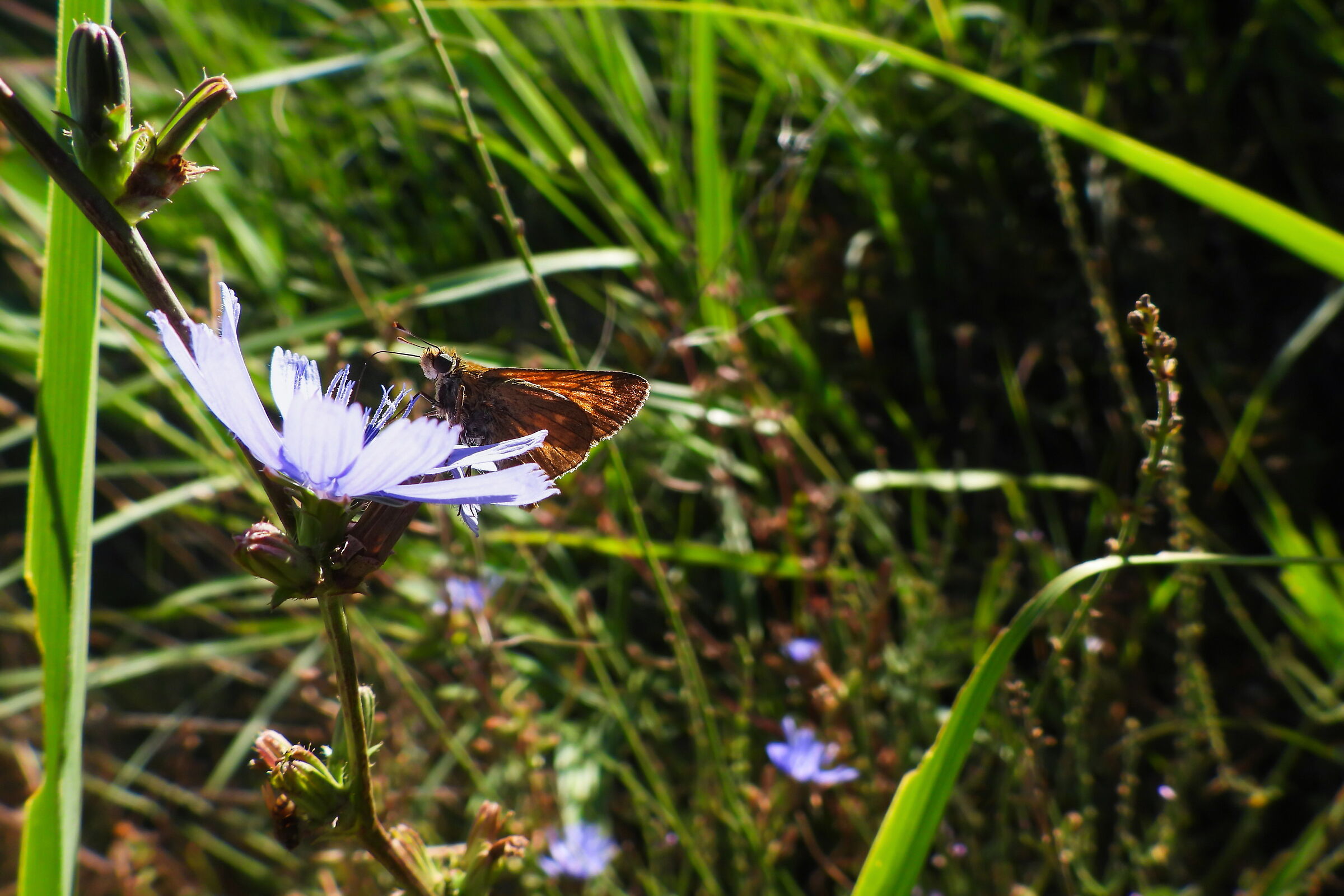 Close-up set with Coolpix p1000 (29)