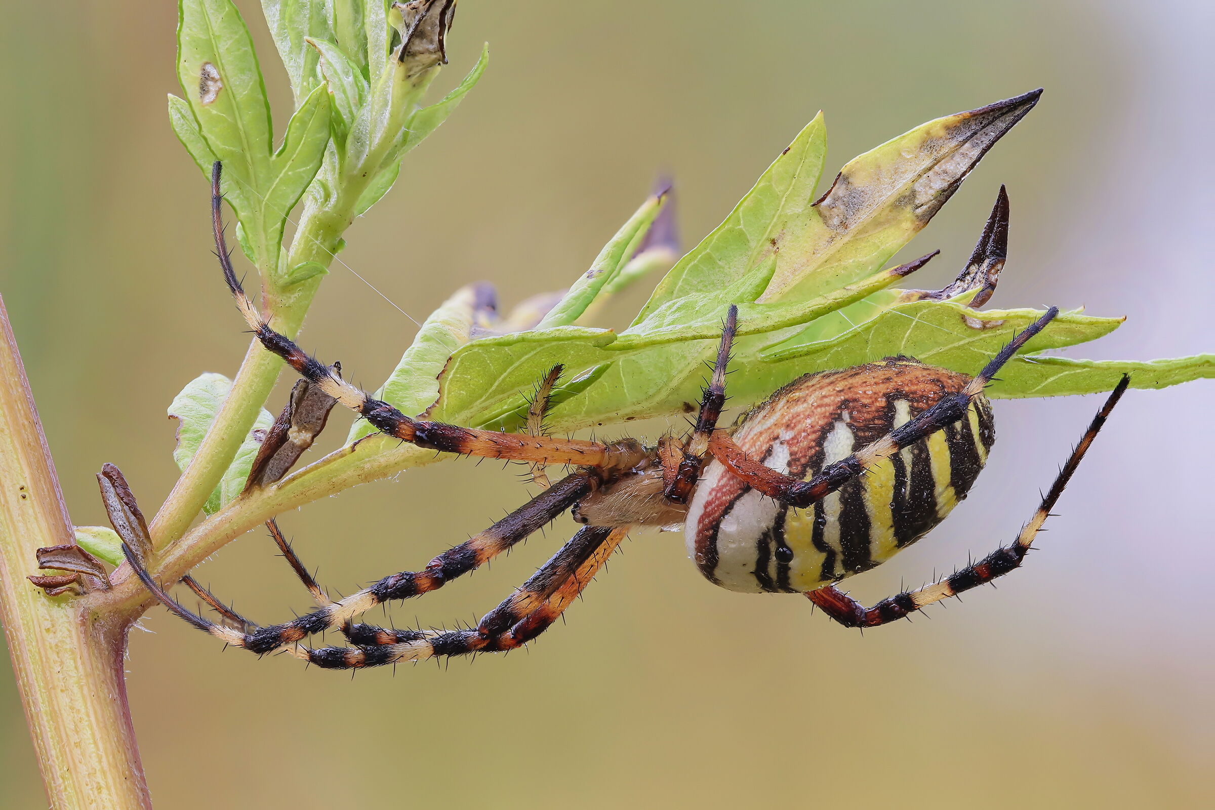 Argiope bruennichi