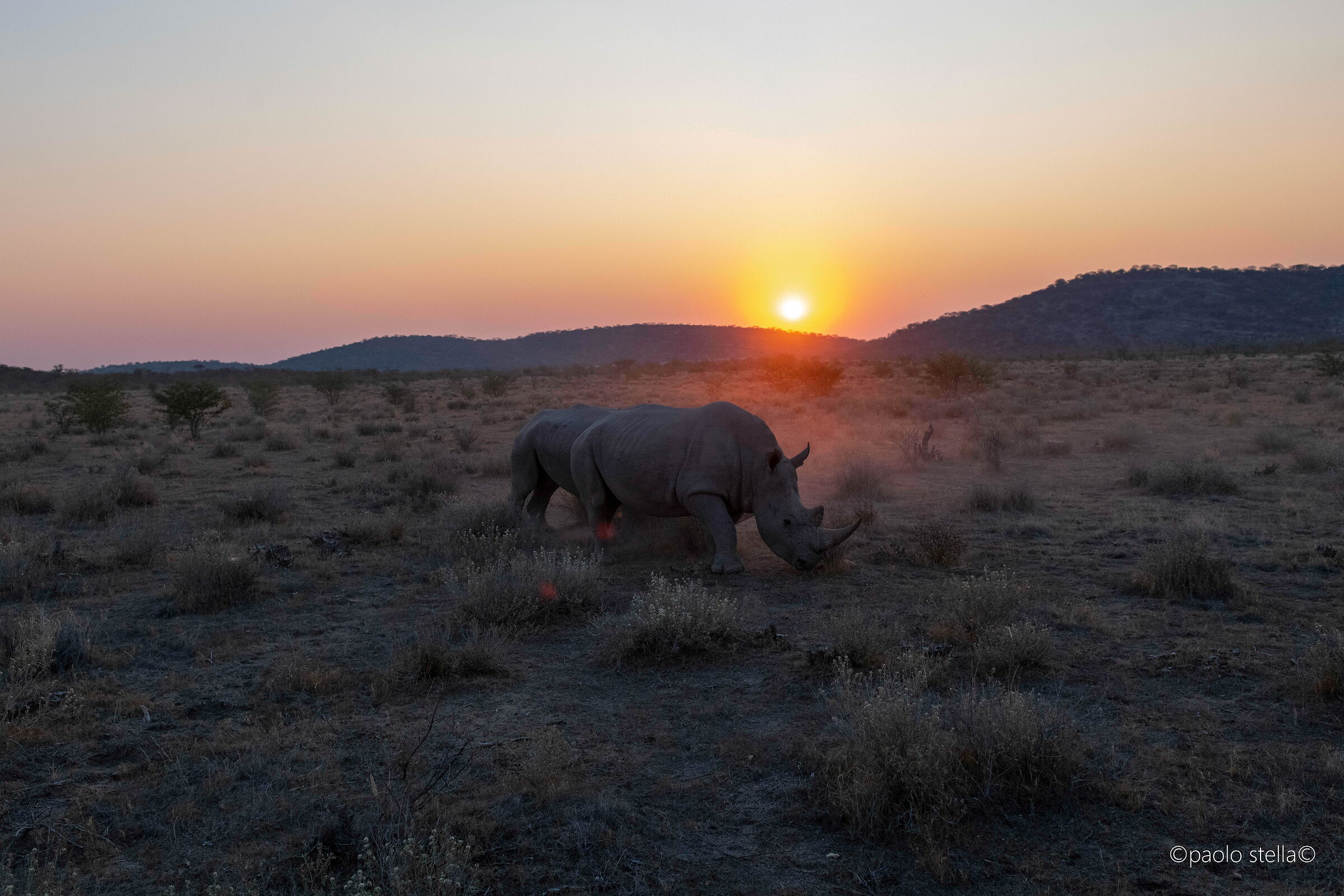 Rhinos at sunset