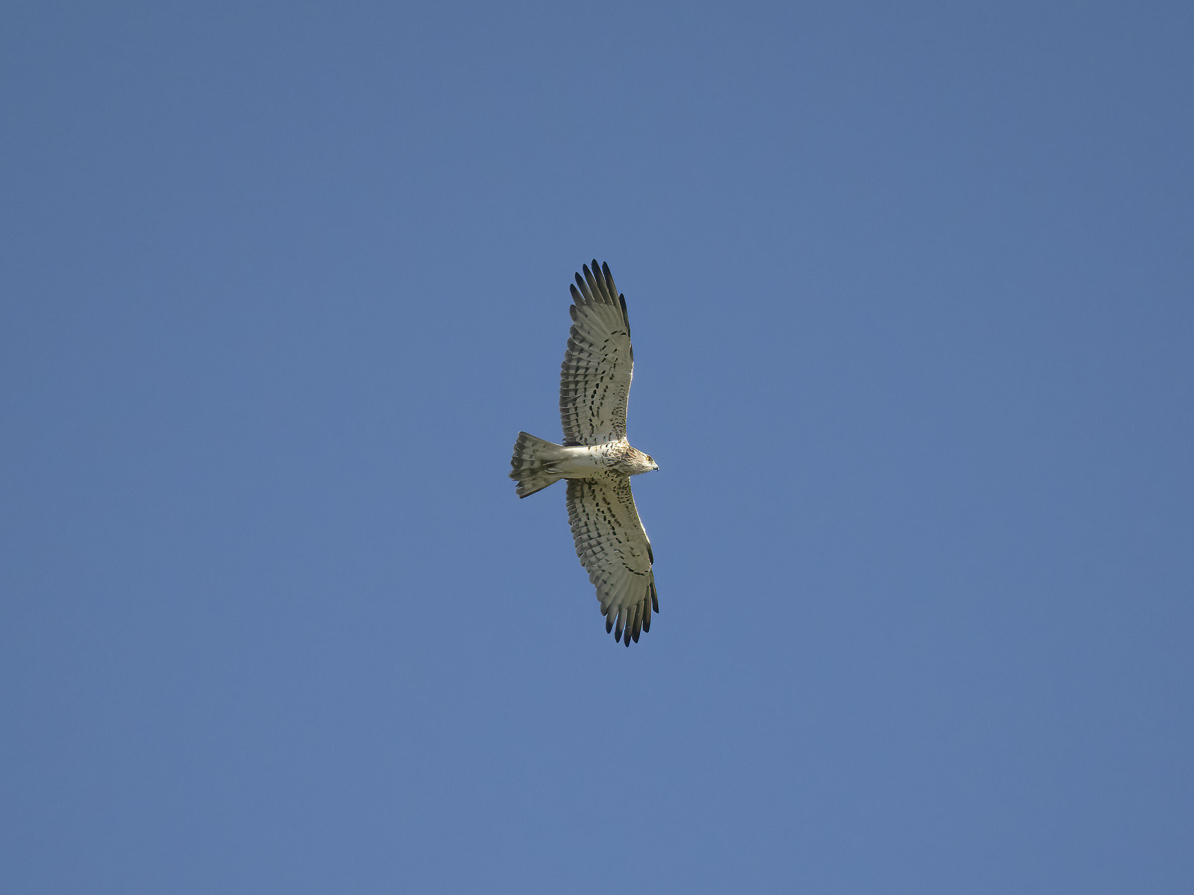 Harrier eagle