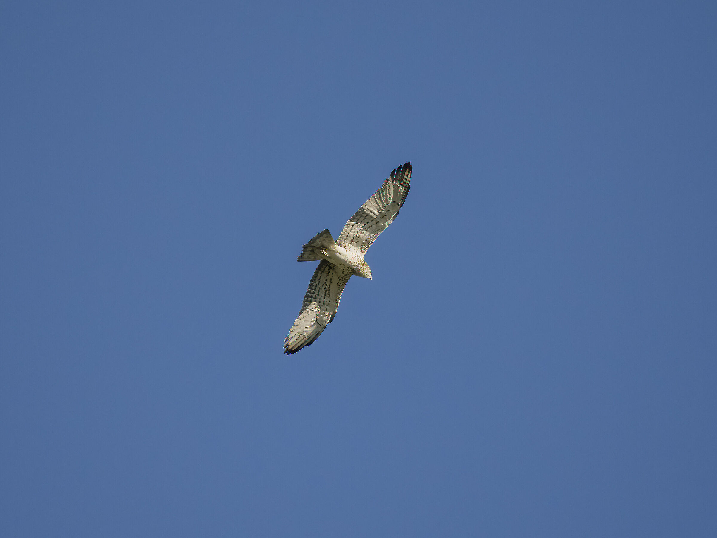 Harrier eagle