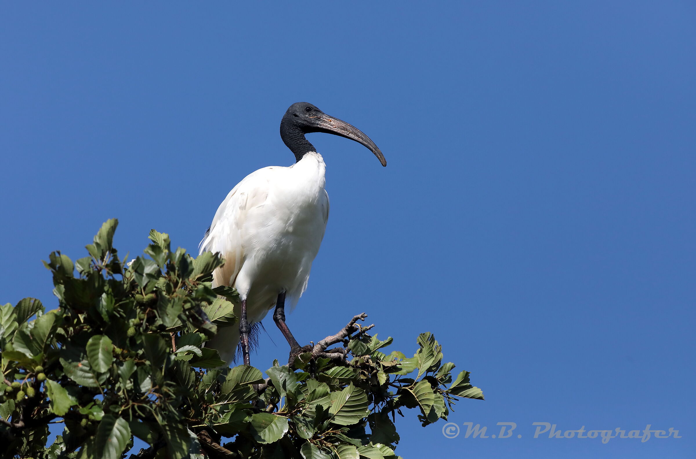 Ibis Sacro