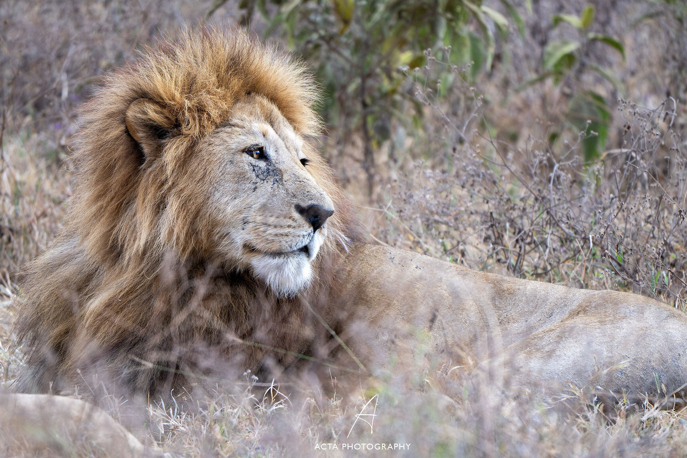 Old King