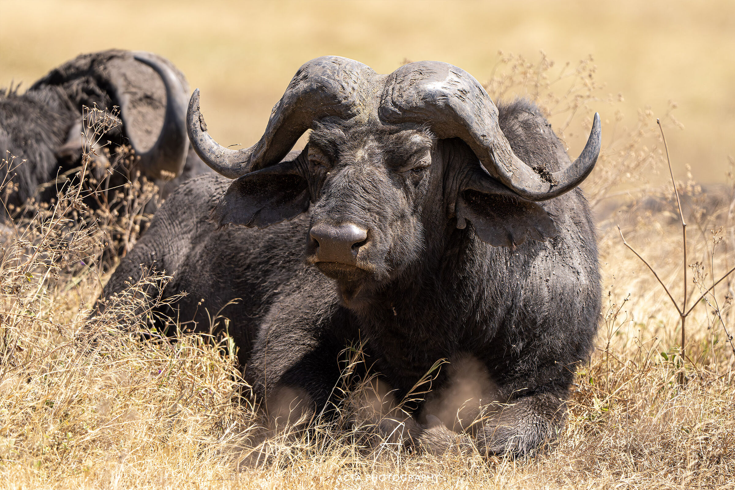The Ngorongoro buffalo
