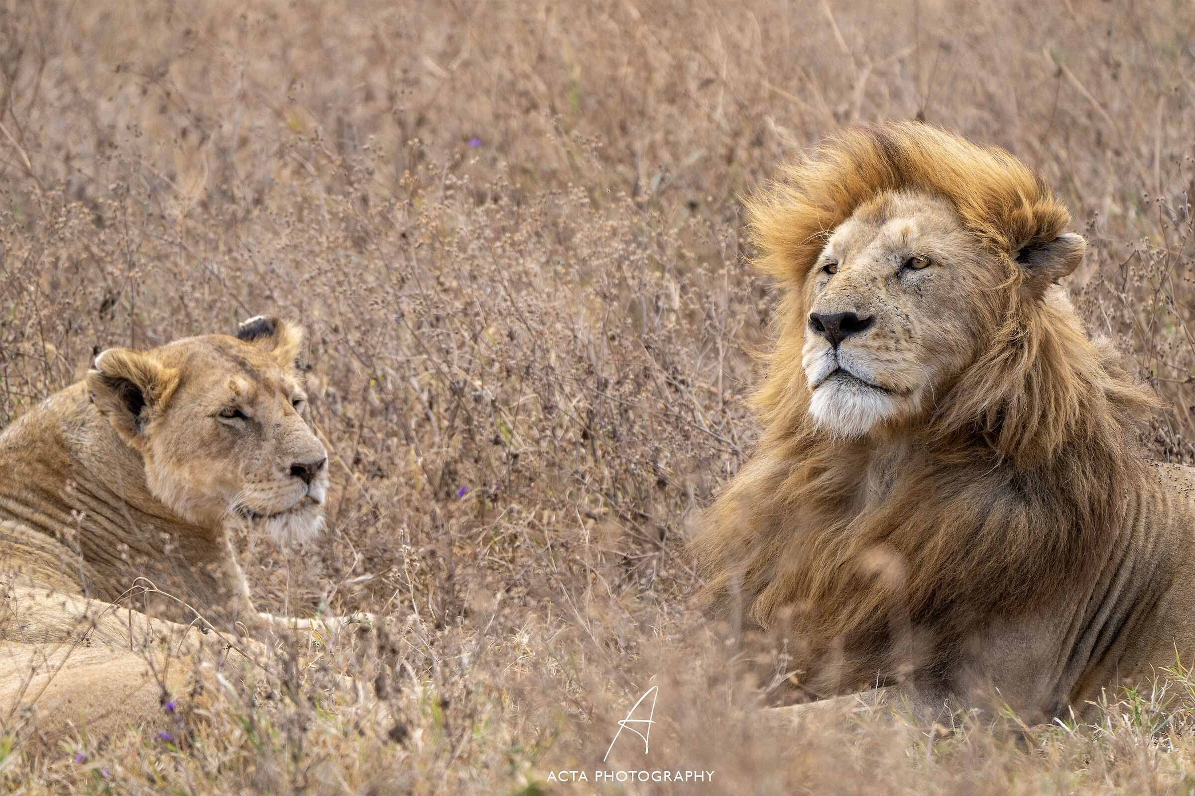 The King and His Queen