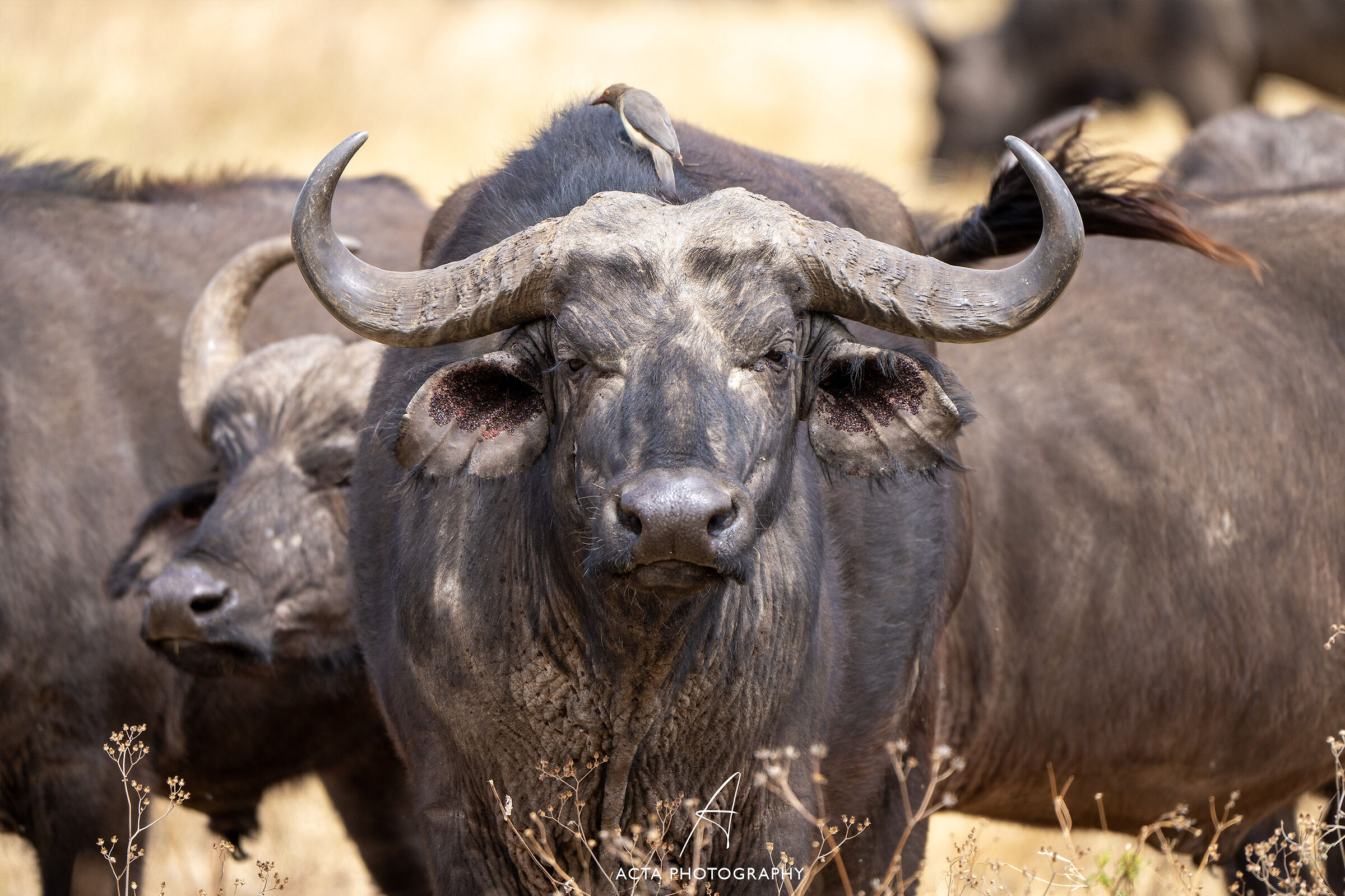 The buffaloes of Ngorongoro