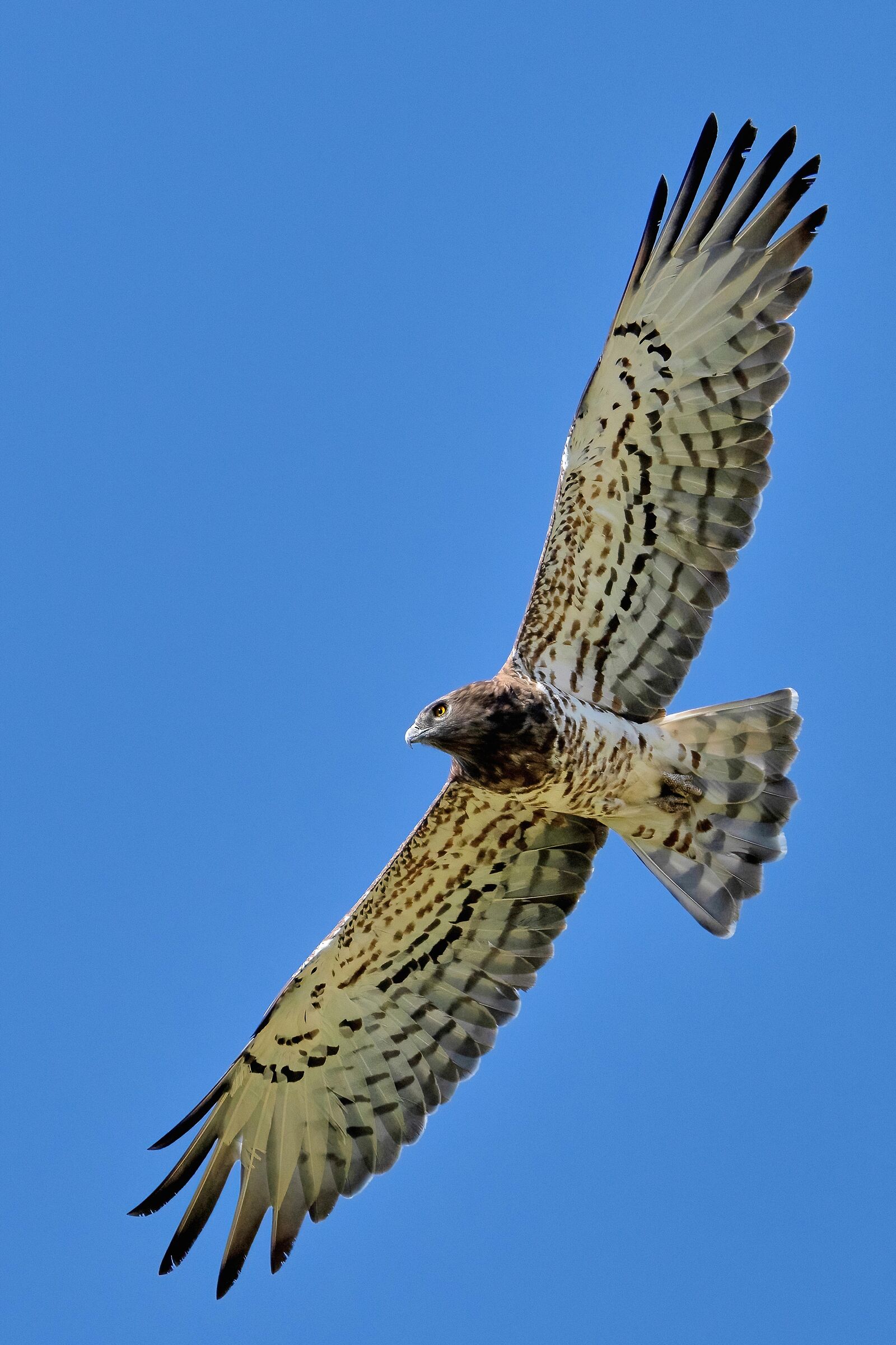 Short-toed eagle or Snake eagle (Circaetus gallicus)