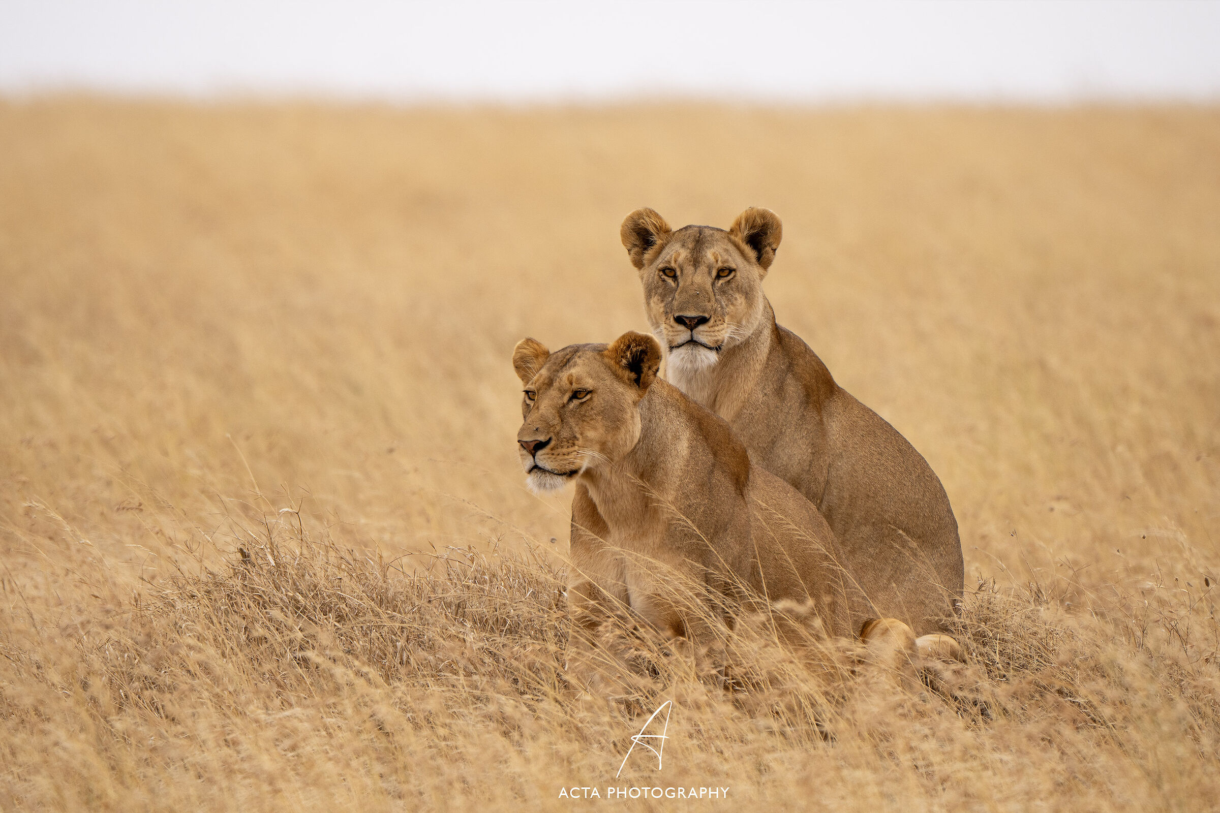 The Lionesses 2
