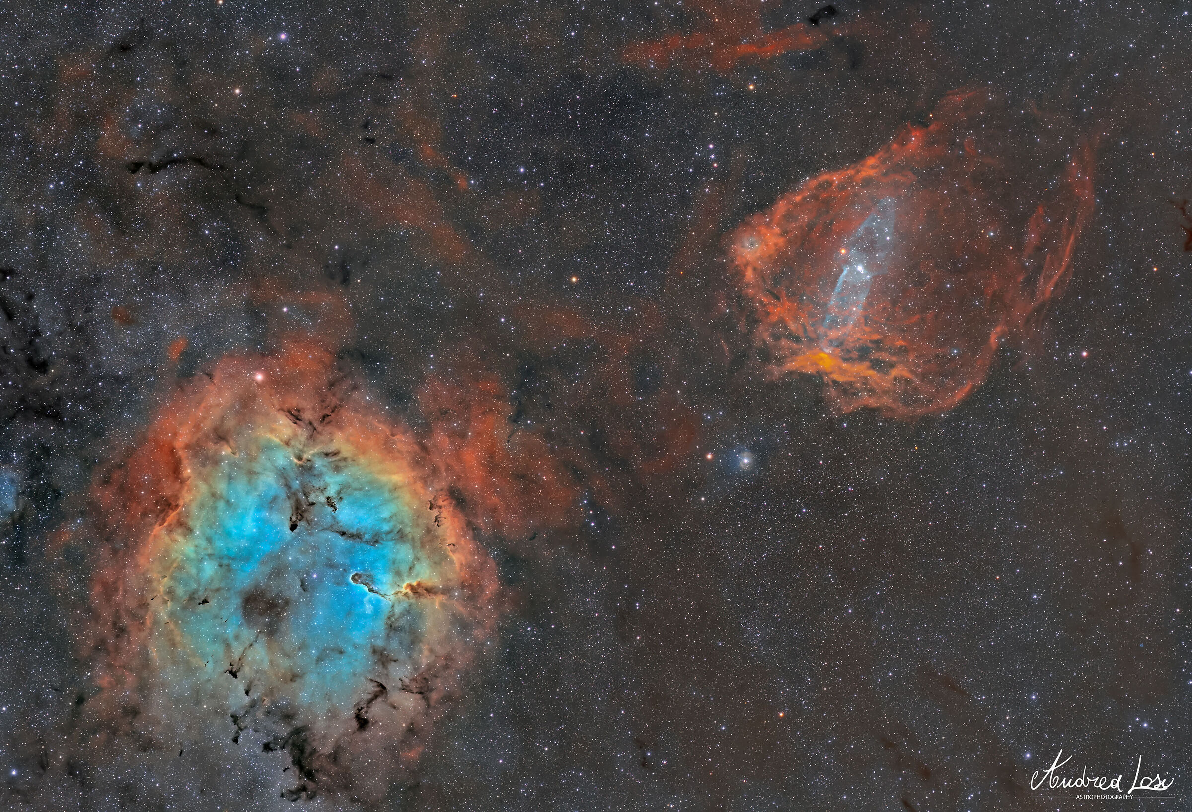 Proboscide d'Elefante, pipistrello, calamaro