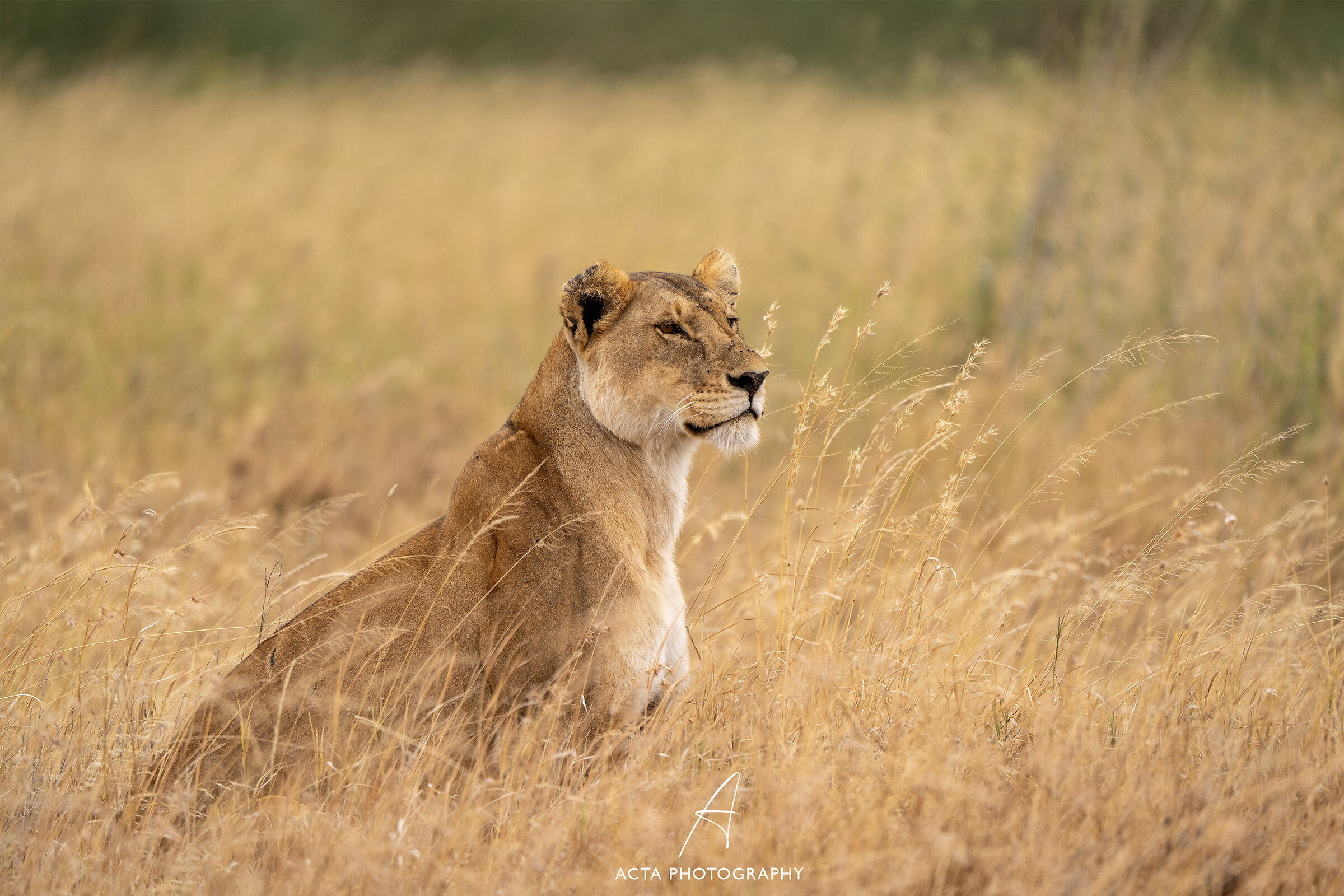 The Queen of the Serengeti